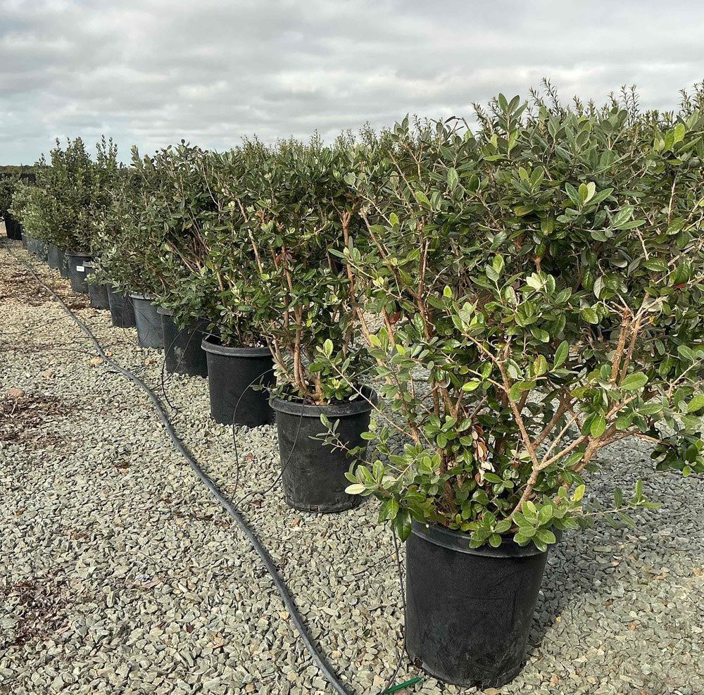 Pineapple Guava Tree (Feijoa Sellowiana) - Image 3