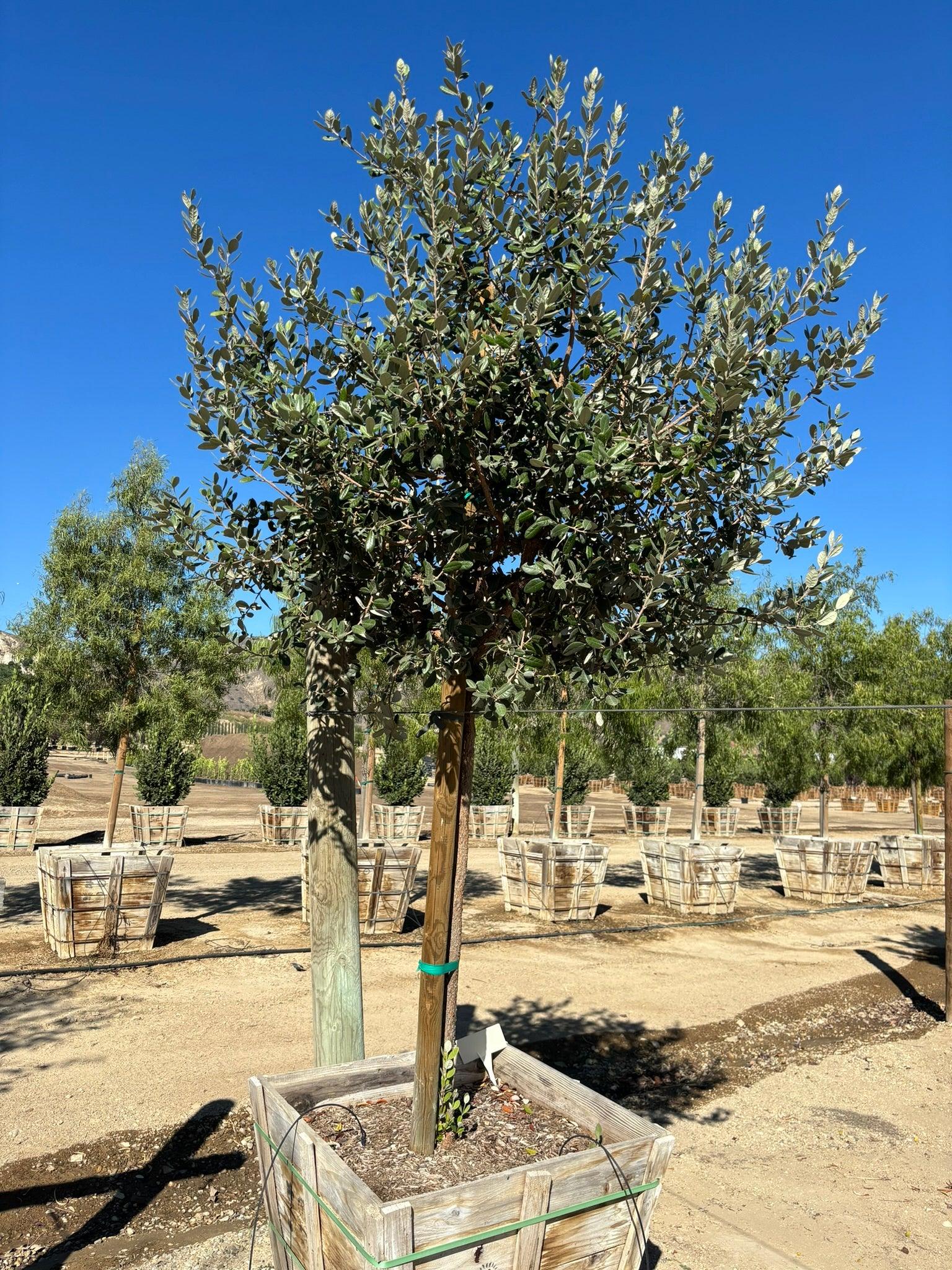 Pineapple Guava Tree (Feijoa Sellowiana) - Image 4