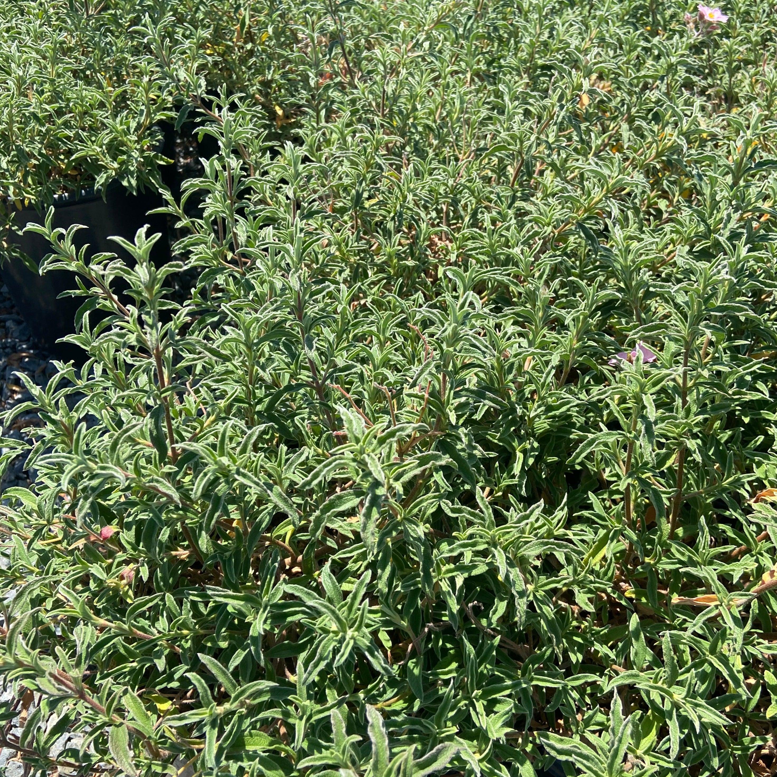 Pink Rockrose - Cistus skanbergii (Light Pink)