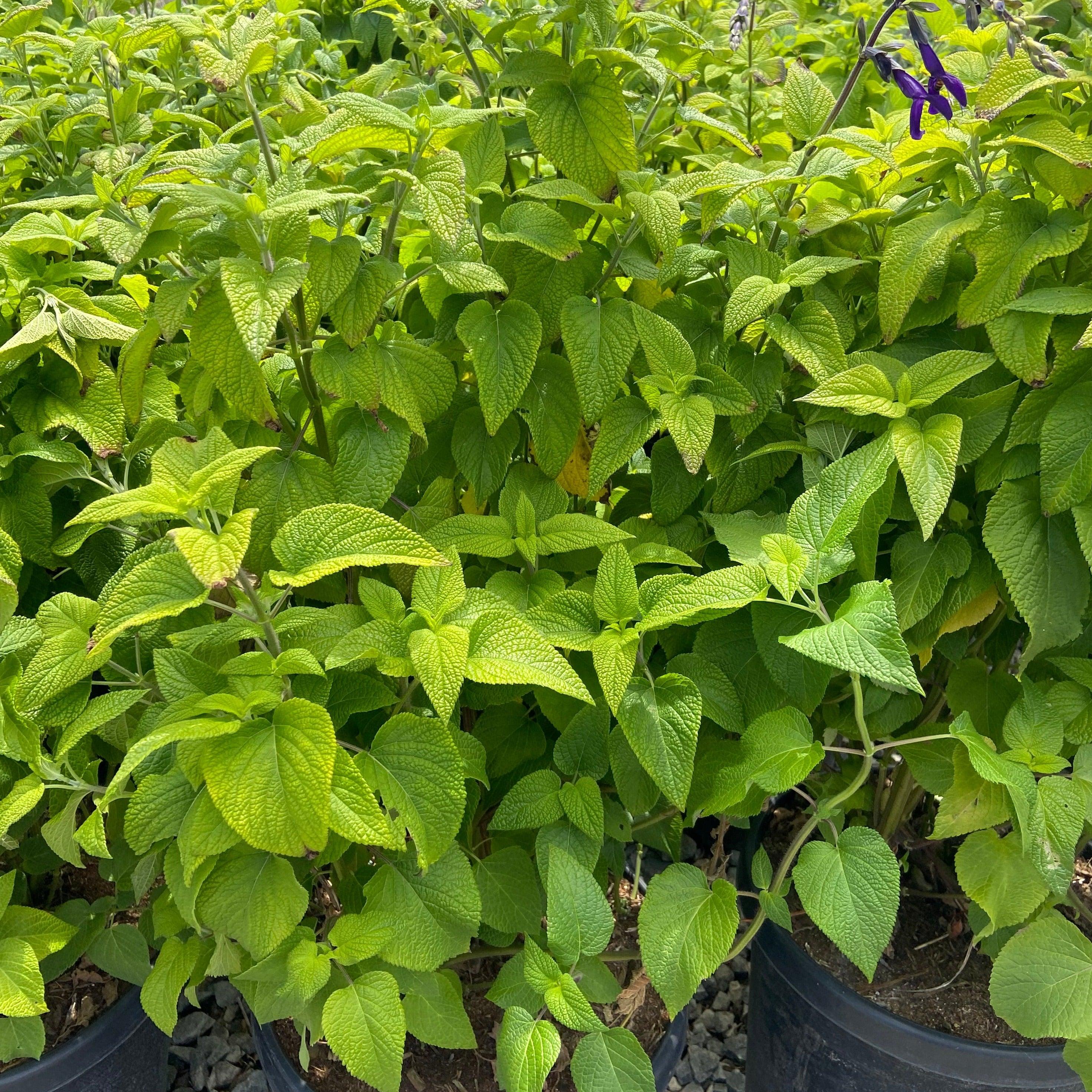 Purple Majesty Sage - Salvia Purple Majesty