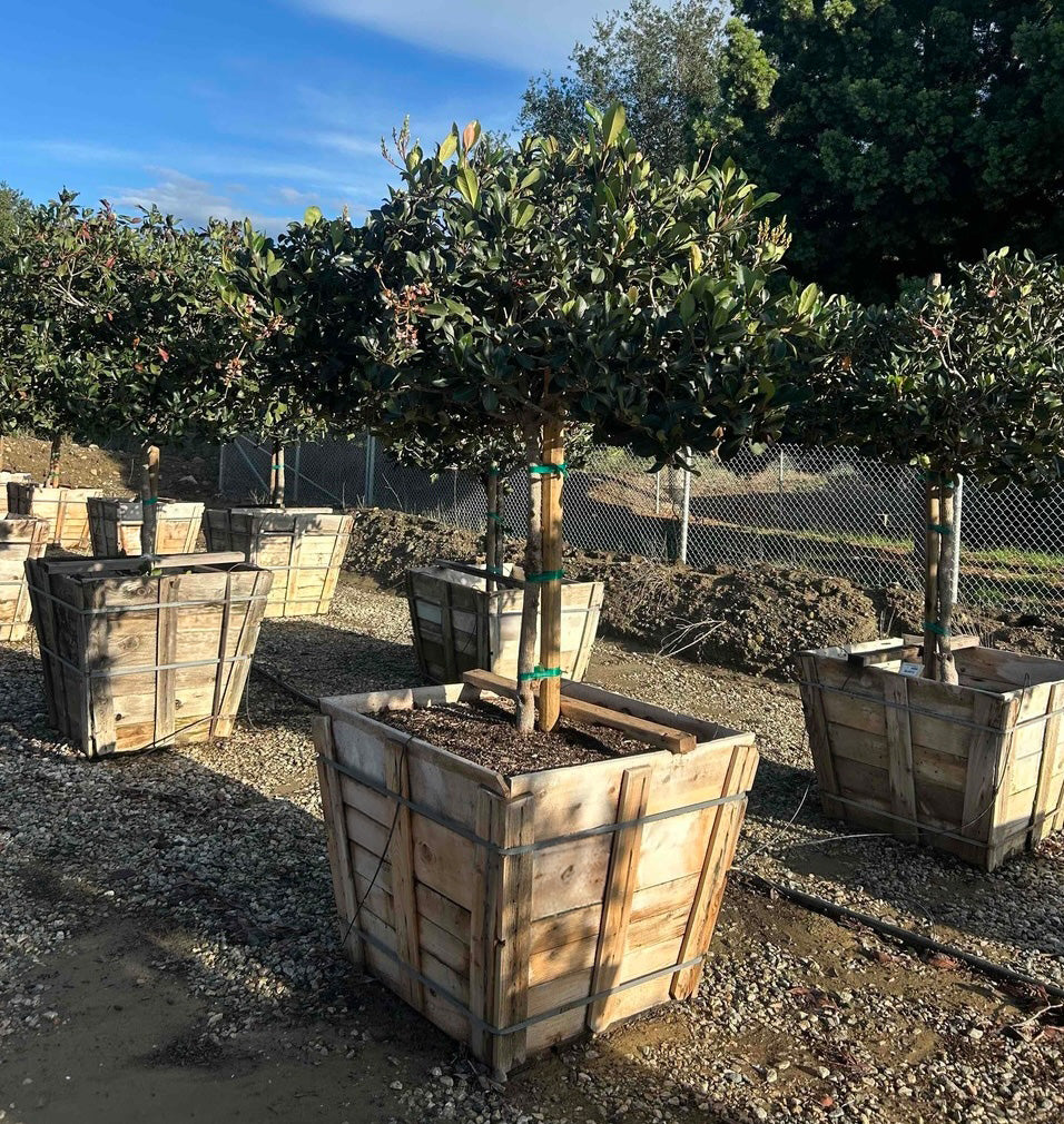 Shrubs for Sale