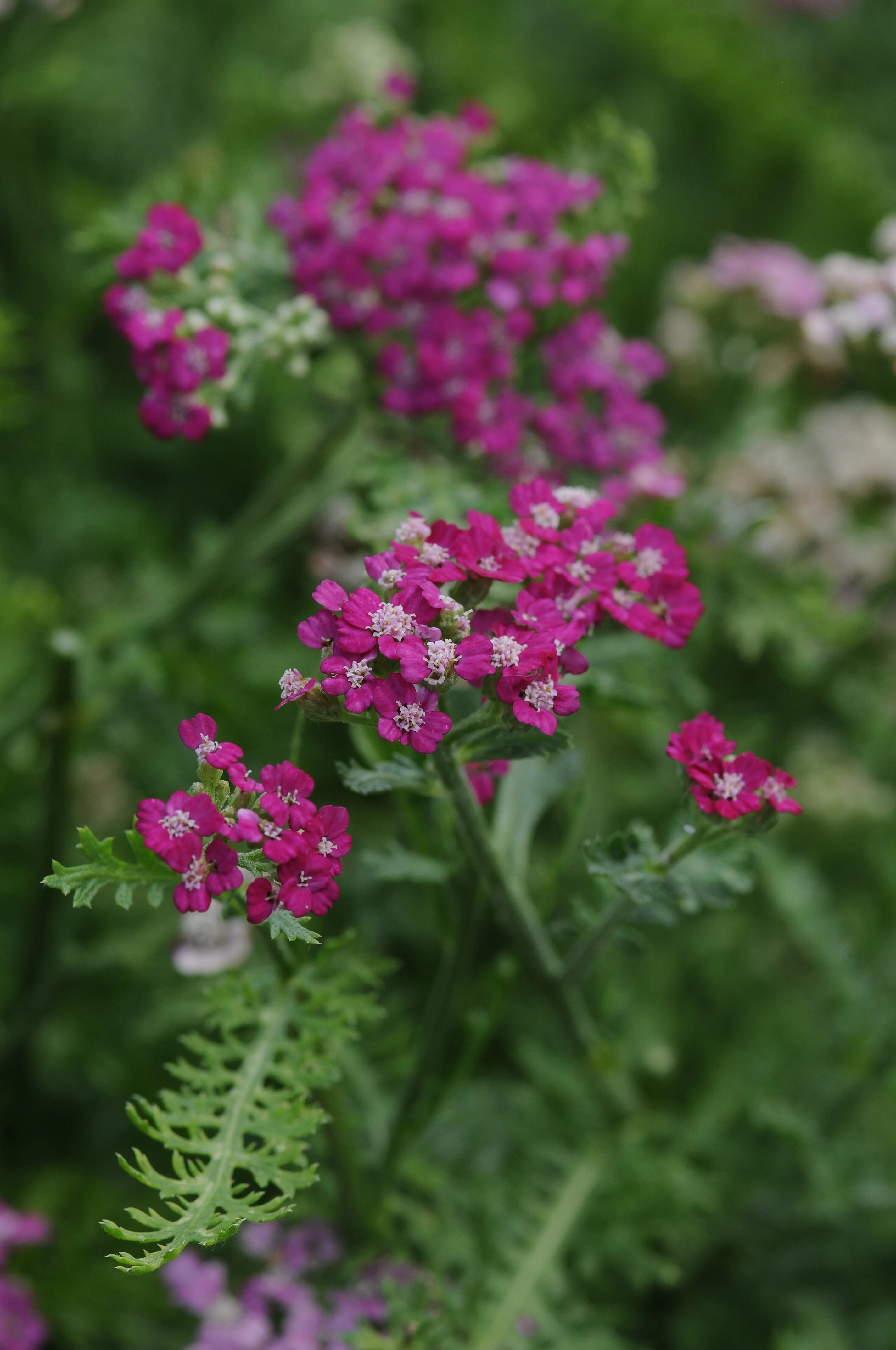 New Vintage Violet Yarrow - Achillea millefolium New Vintage Violet