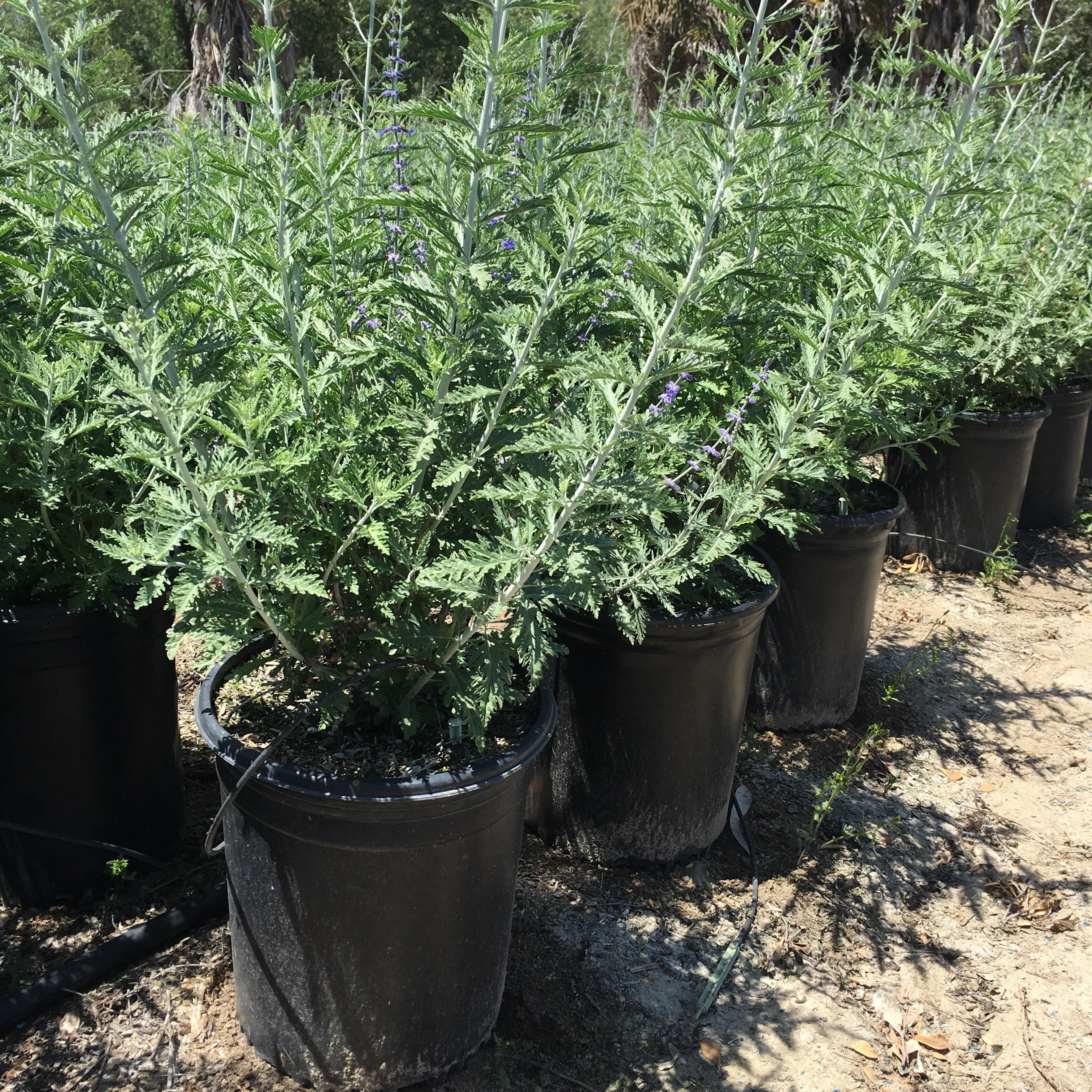 Russian Sage (Perovskia atriplicifolia) - Image 3