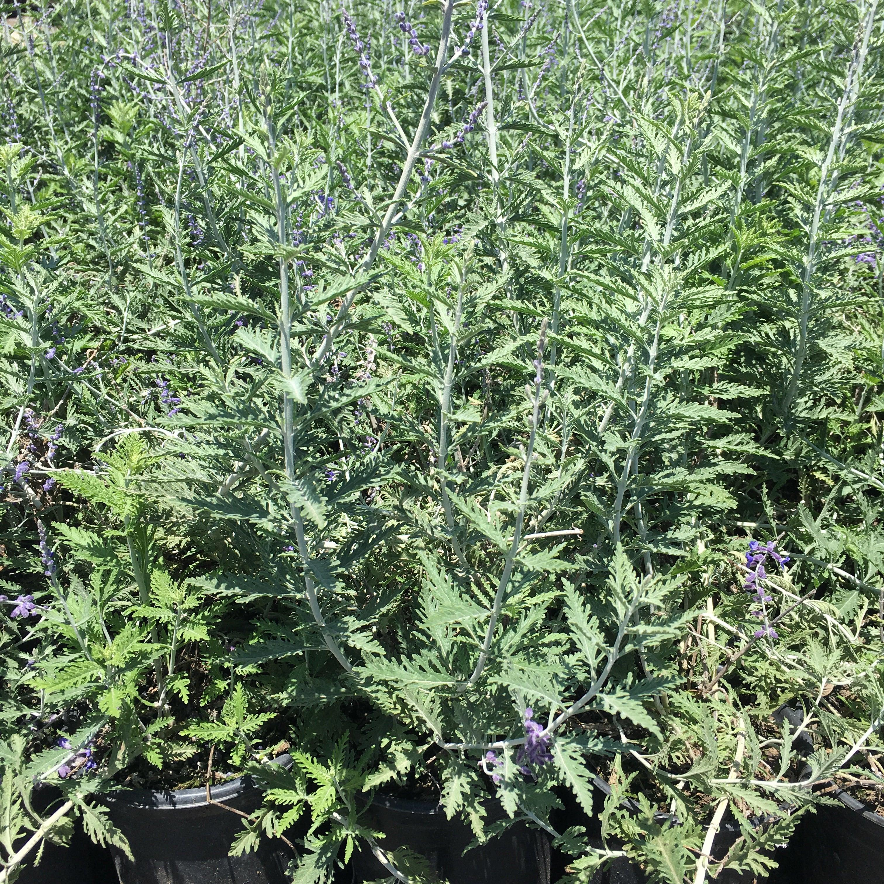 Russian Sage (Perovskia atriplicifolia) - Image 4