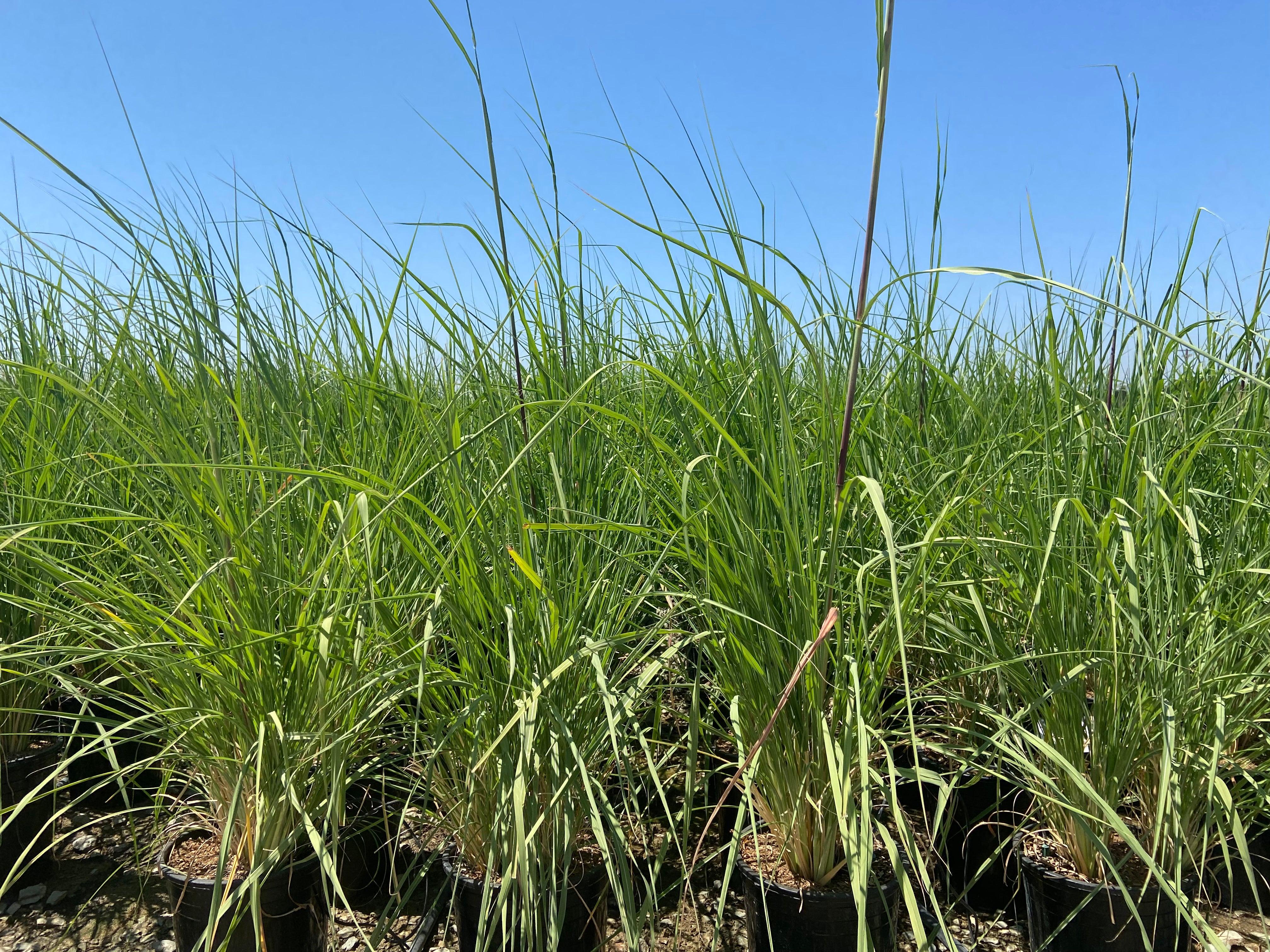 Northern Pampas Grass - Saccharum Ravennae