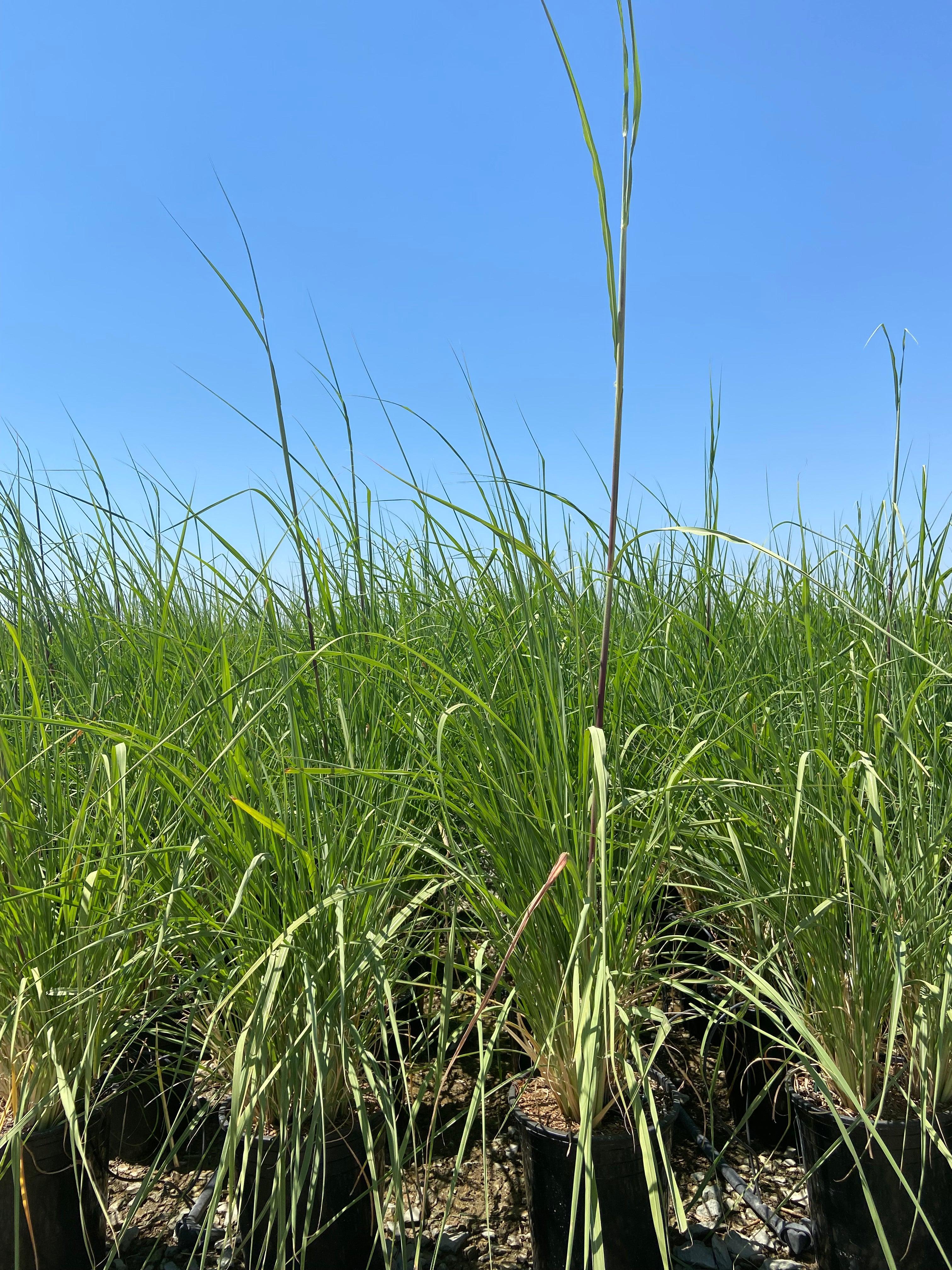 Northern Pampas Grass - Saccharum Ravennae - Image 2
