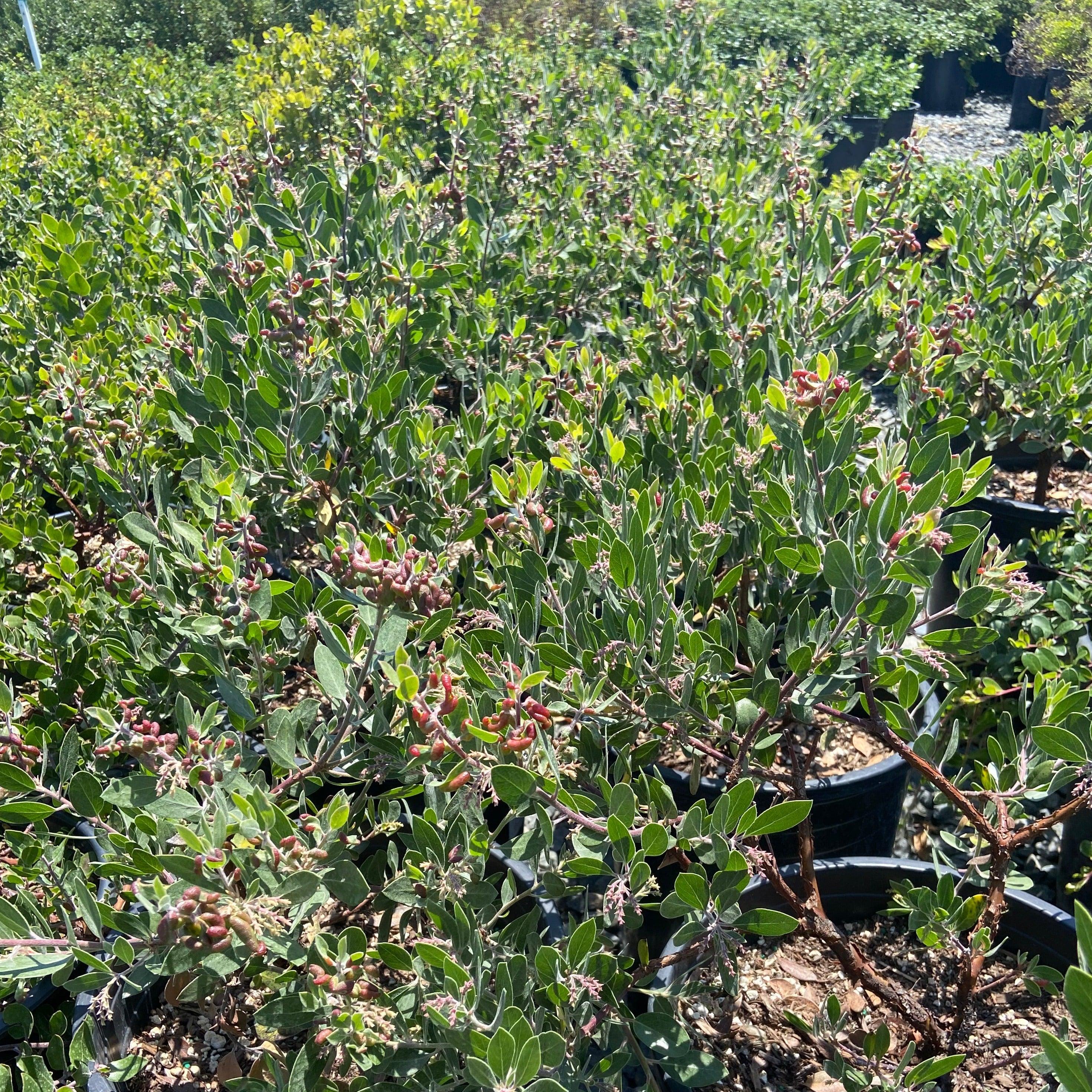 Sentinel Manzanita - Arctostaphylos densiflora 'Sentinel'