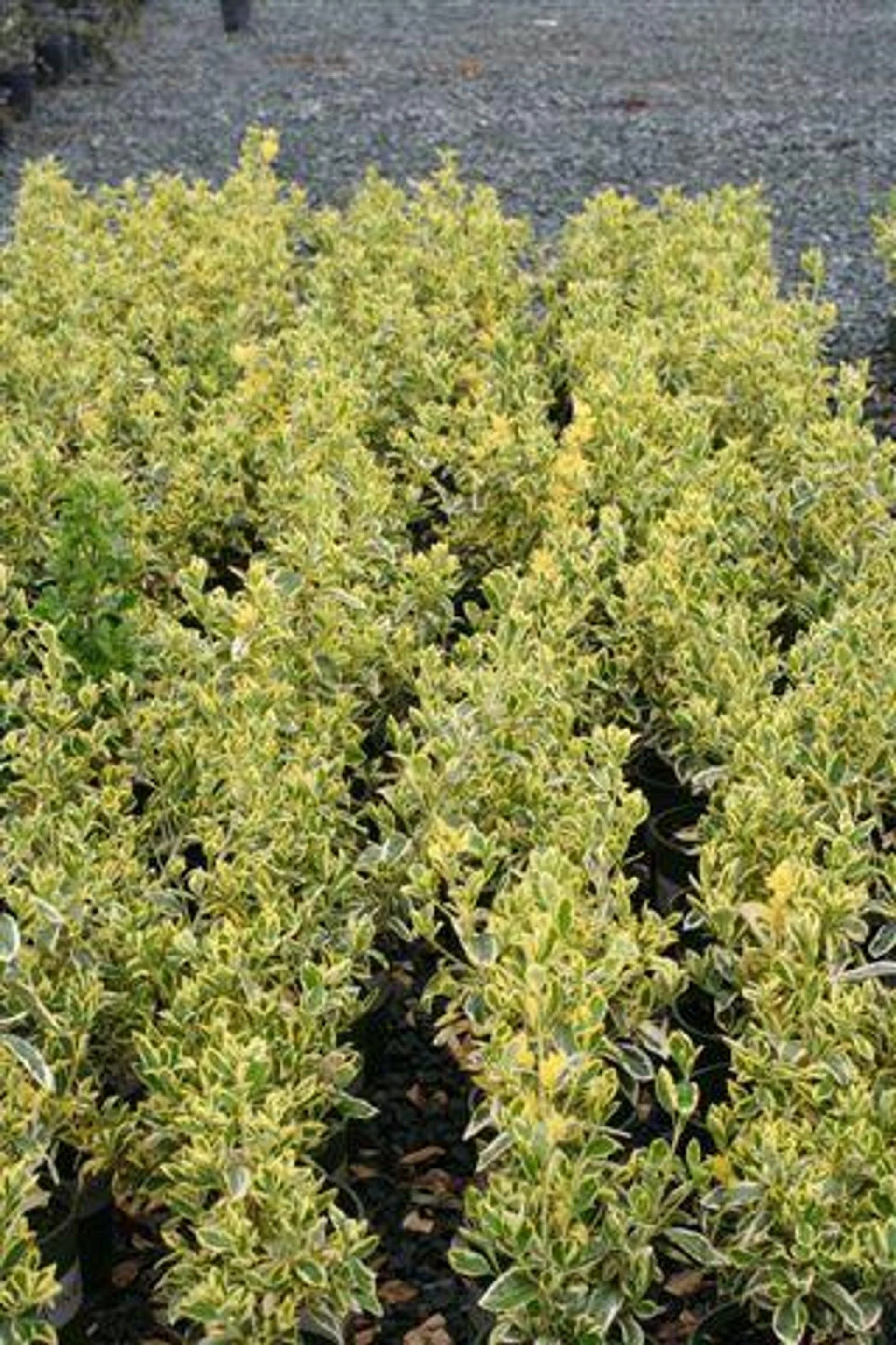 Silver King Euonymus (Euonymus japonicus 'Silver King')