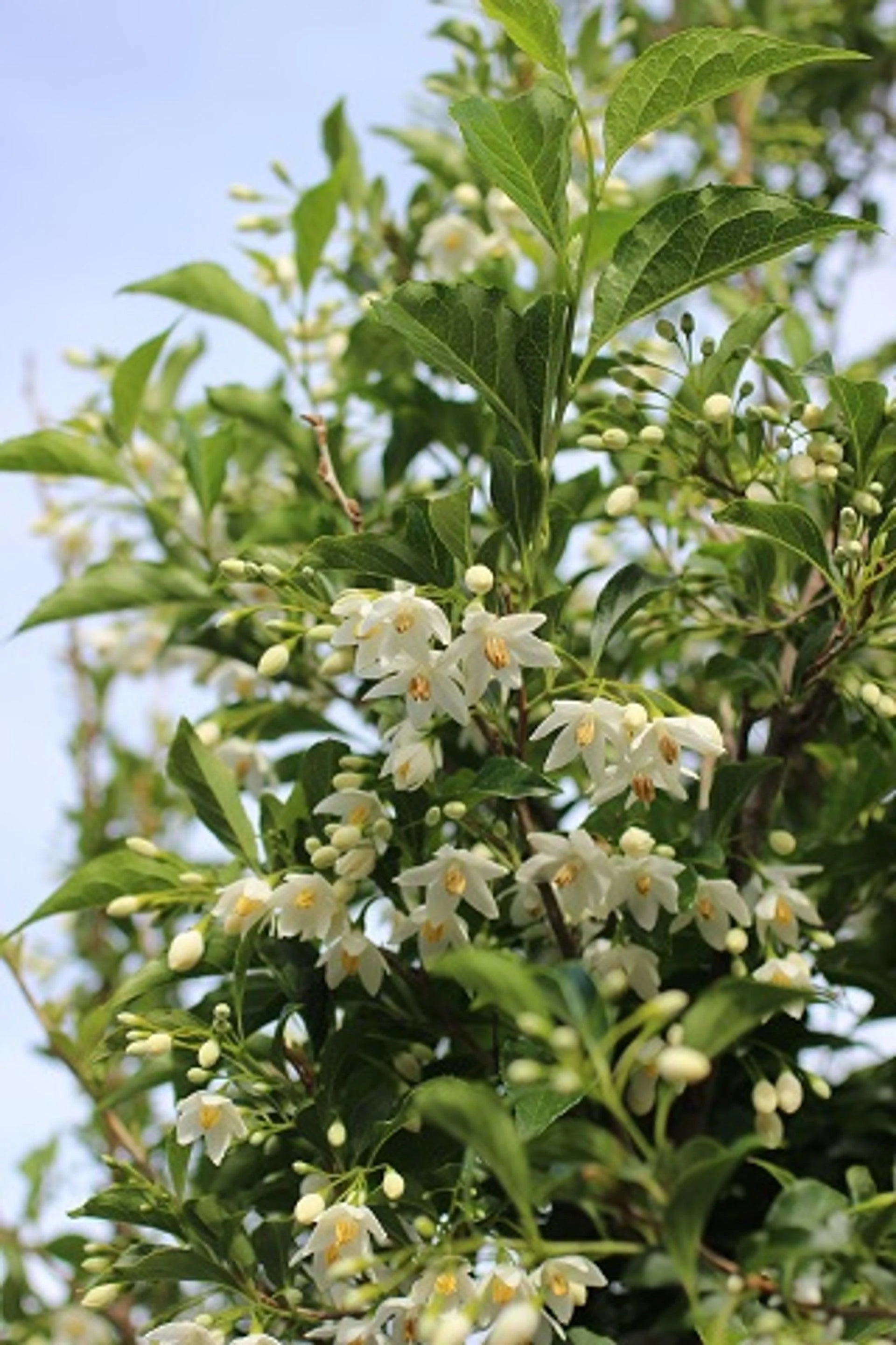 Snowcone Japanese Snowdrop Tree (Styrax japonicus 'Snowcone')