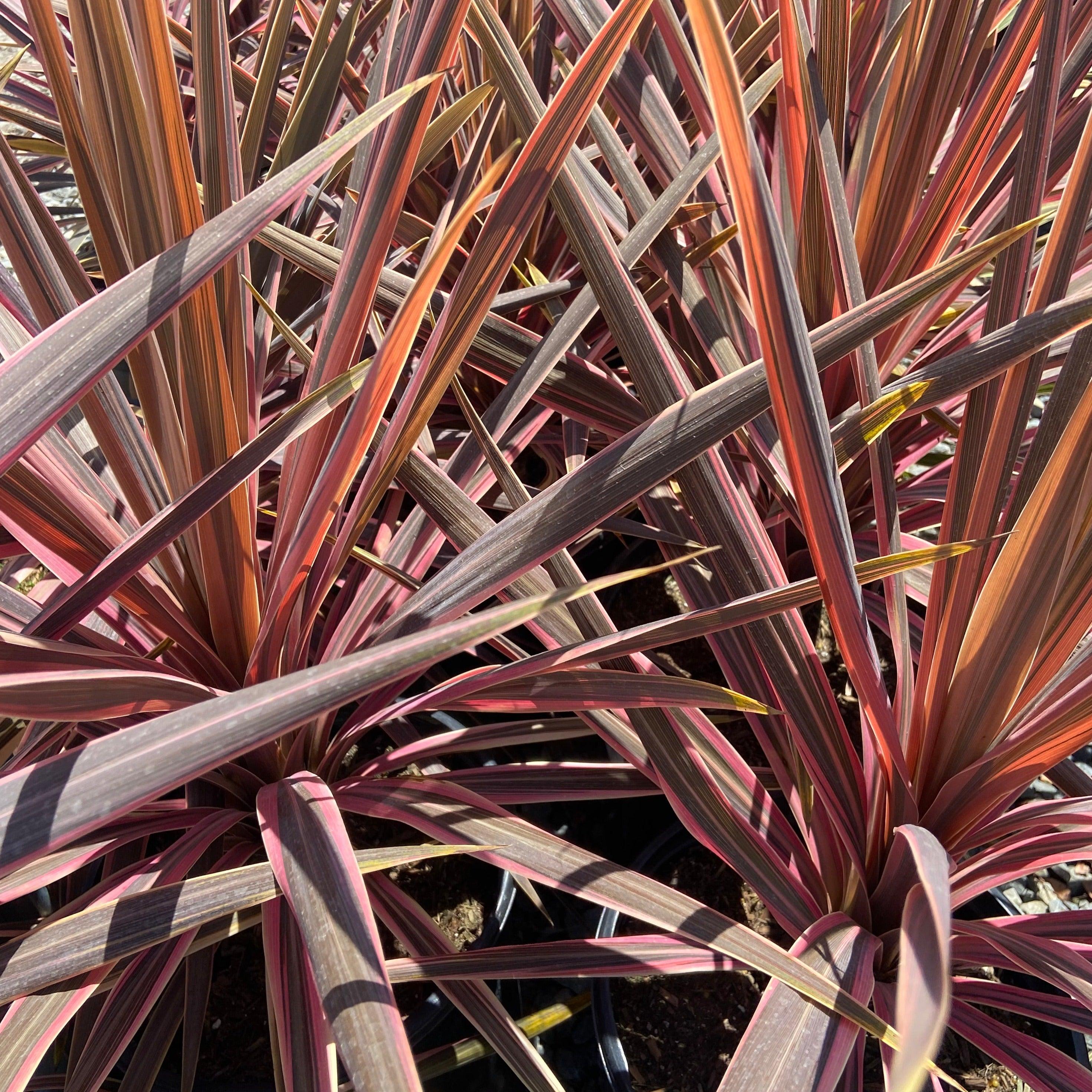 Southern Splendor Cabbage Tree - Cordyline australis 'Southern Splendor'