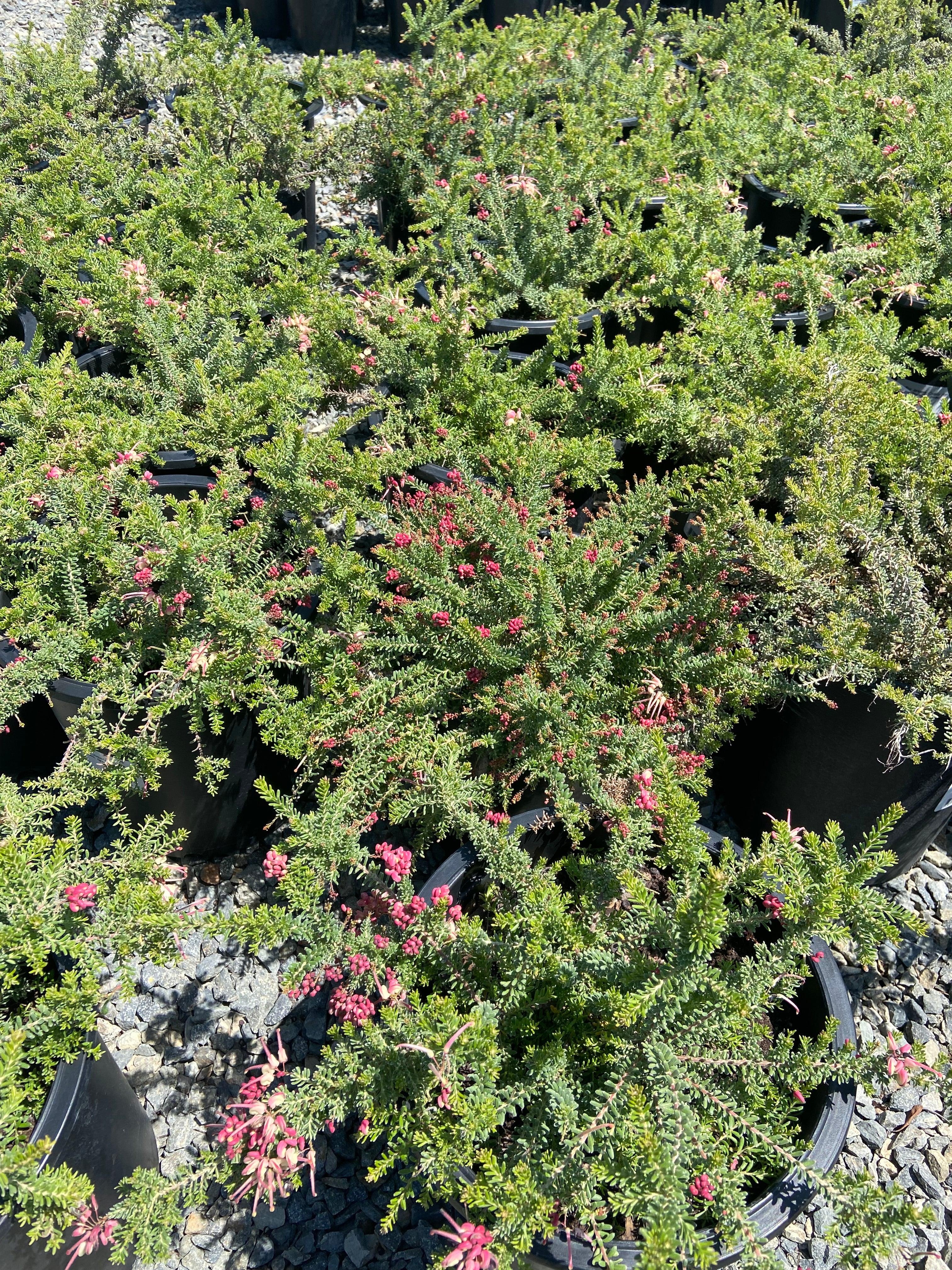 Spider Flower - Grevillea