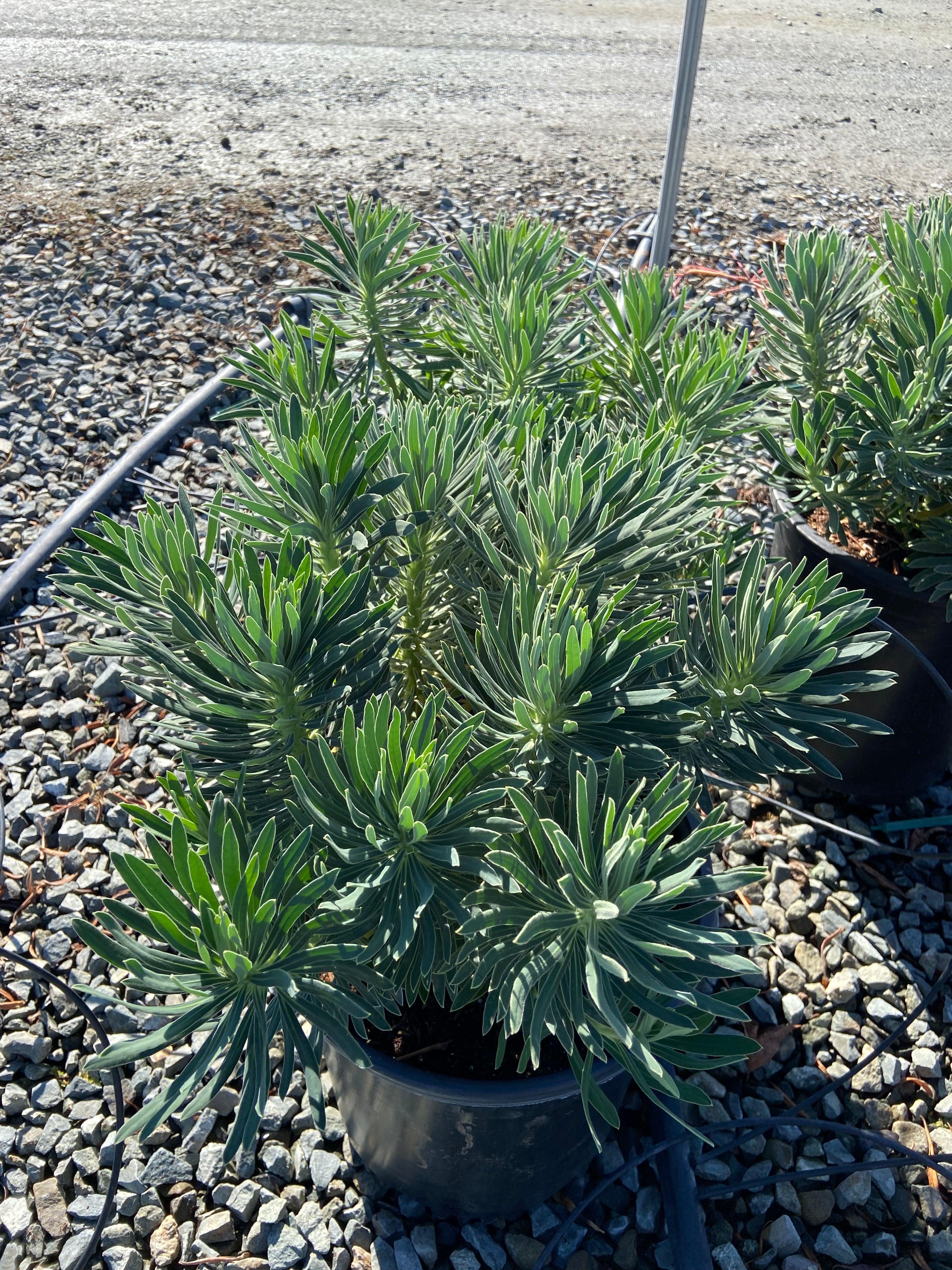 Spurge - Euphorbia - Image 3