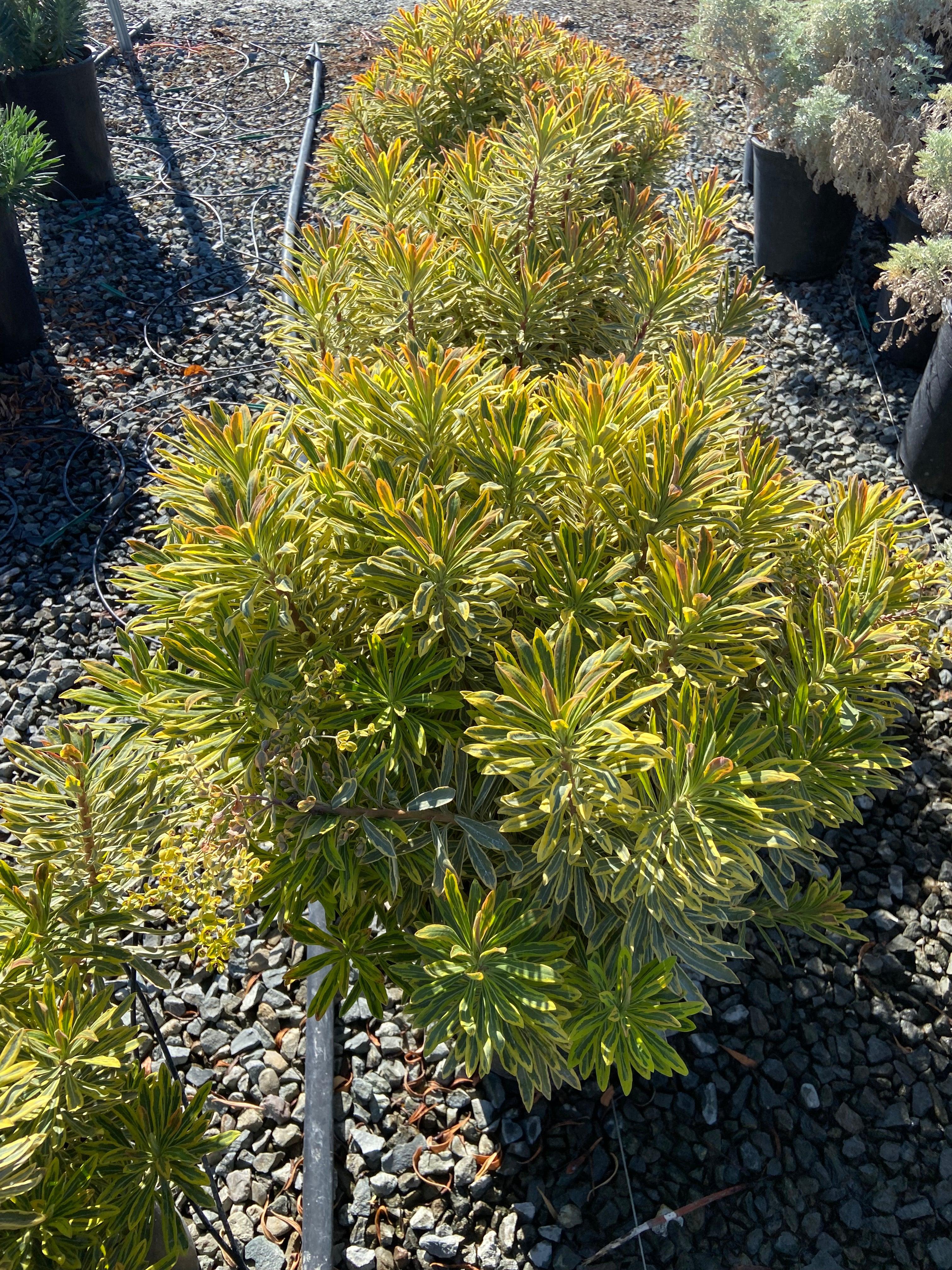 Spurge - Euphorbia - Image 5