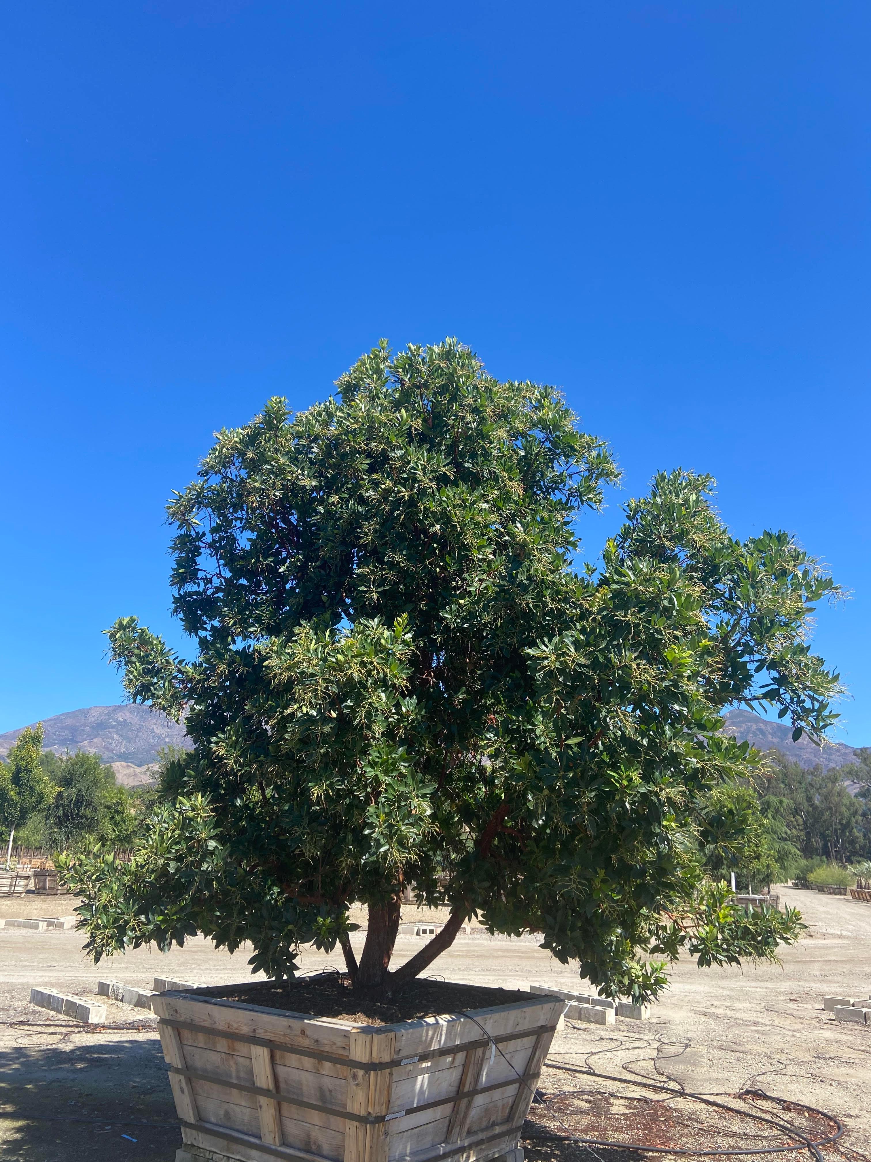 Strawberry Tree - Arbutus ‘Marina’ - Image 11