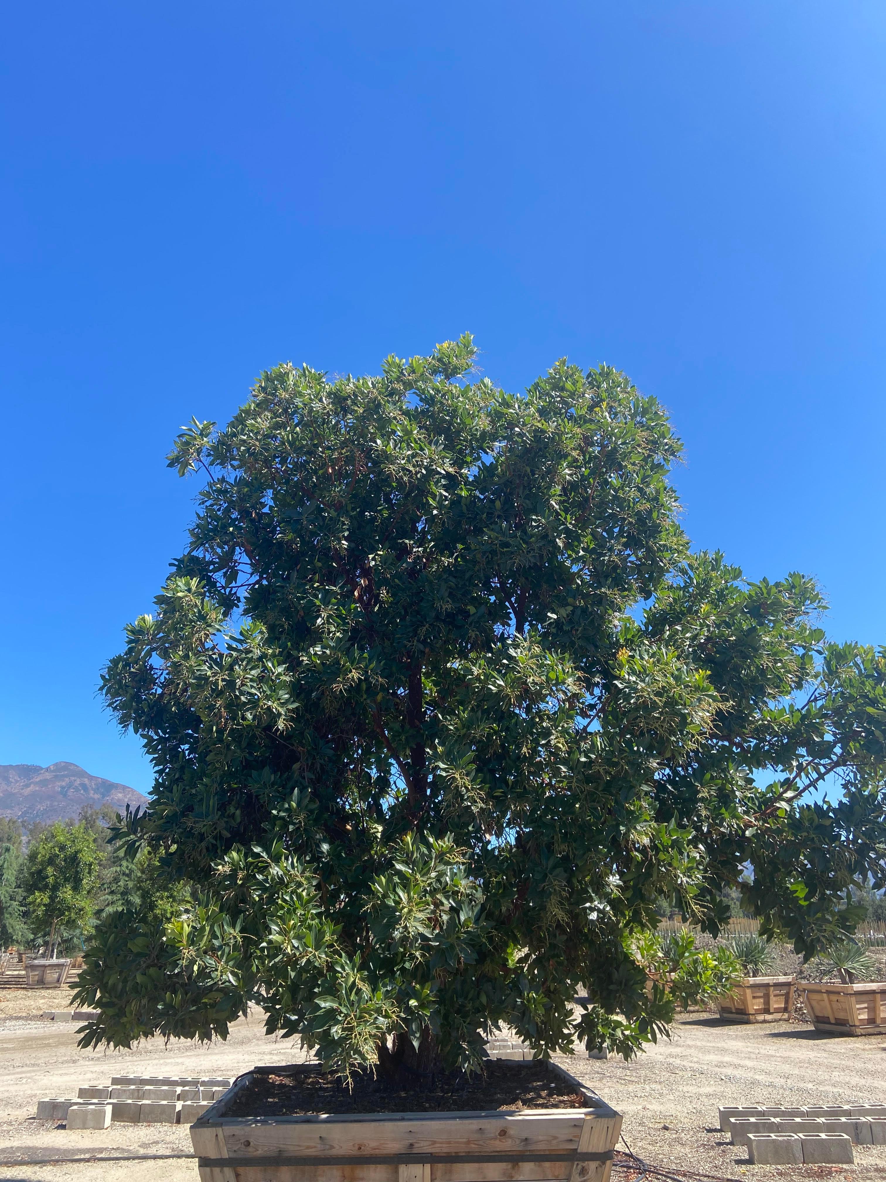 Strawberry Tree - Arbutus ‘Marina’ - Image 12
