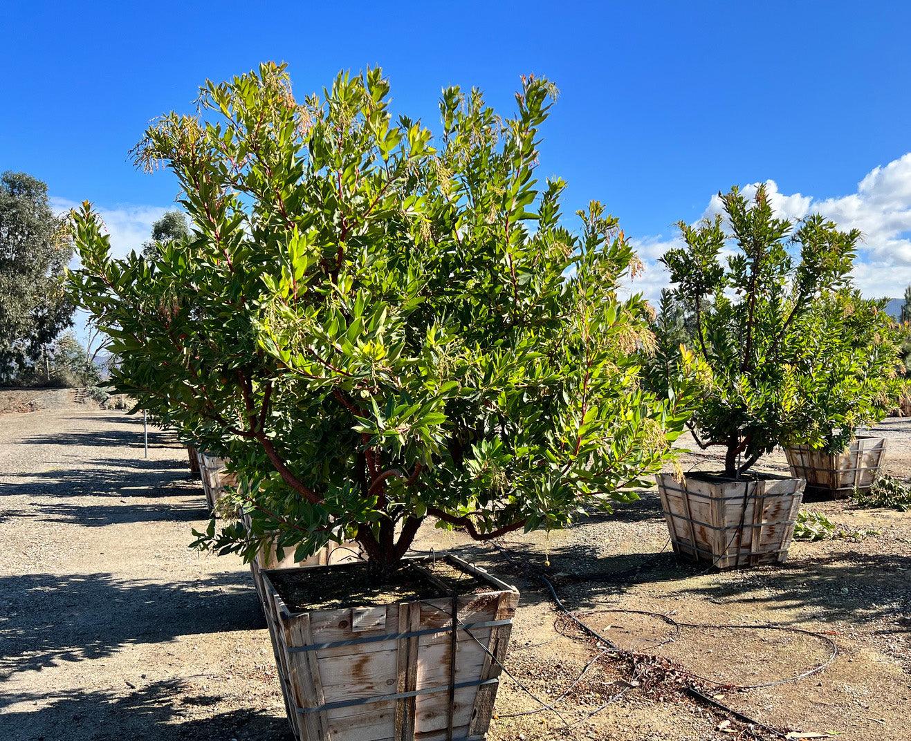 Strawberry Tree - Arbutus ‘Marina’ - Image 14