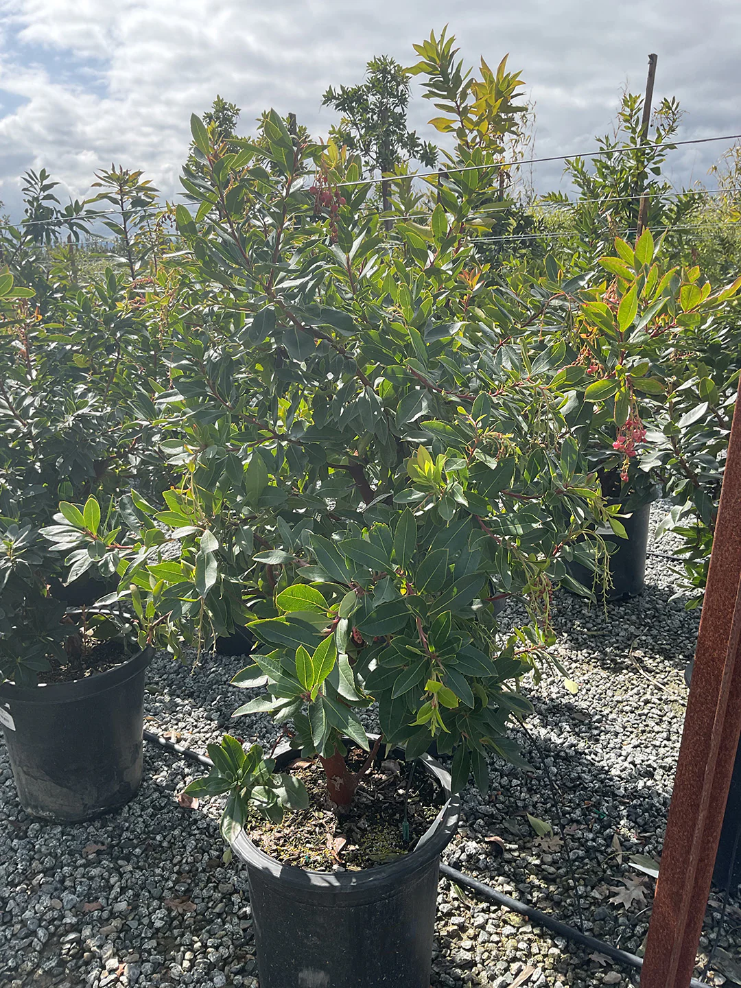 Strawberry Tree - Arbutus ‘Marina’ - Image 16