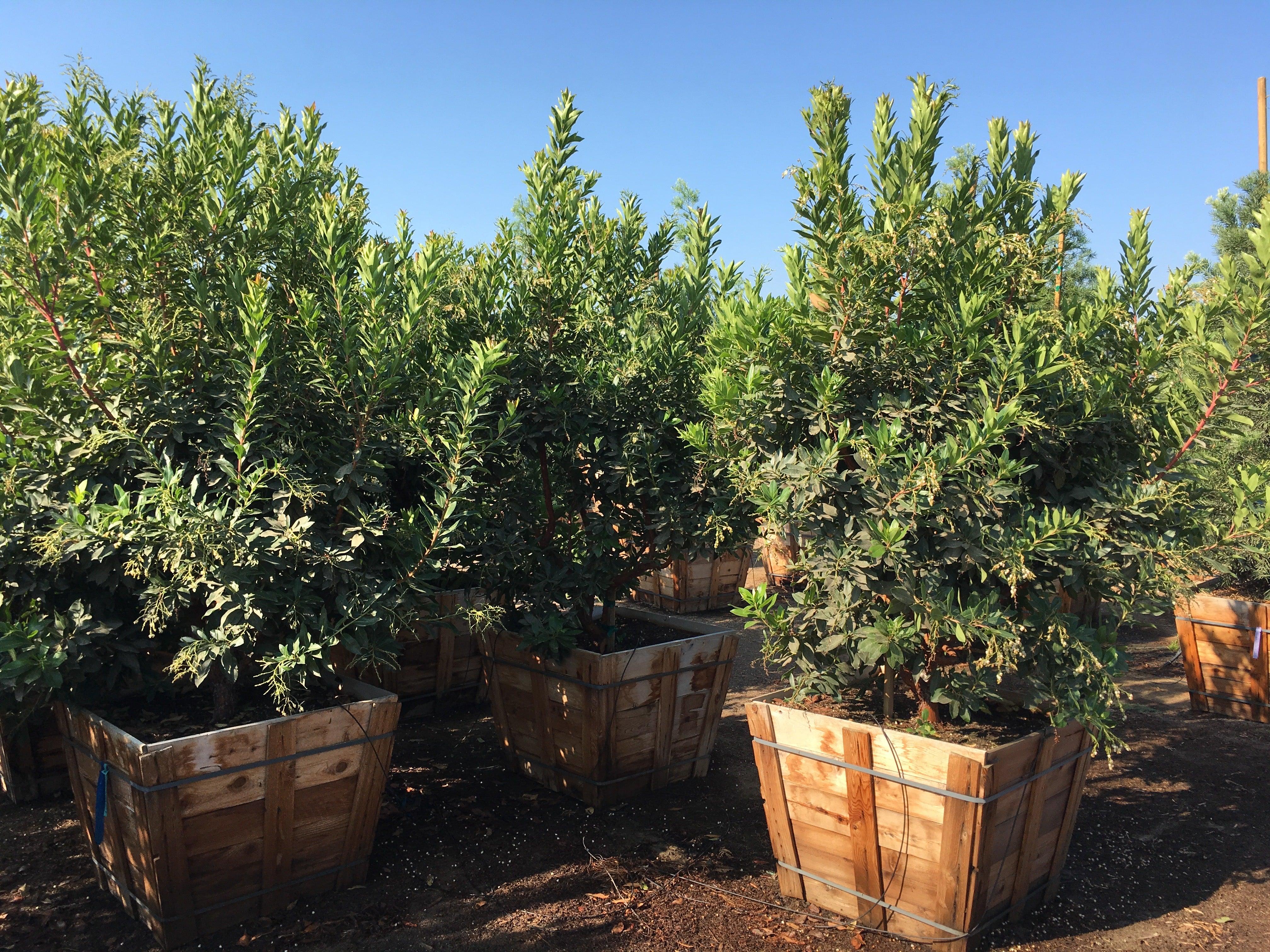 Strawberry Tree - Arbutus ‘Marina’ - Image 6