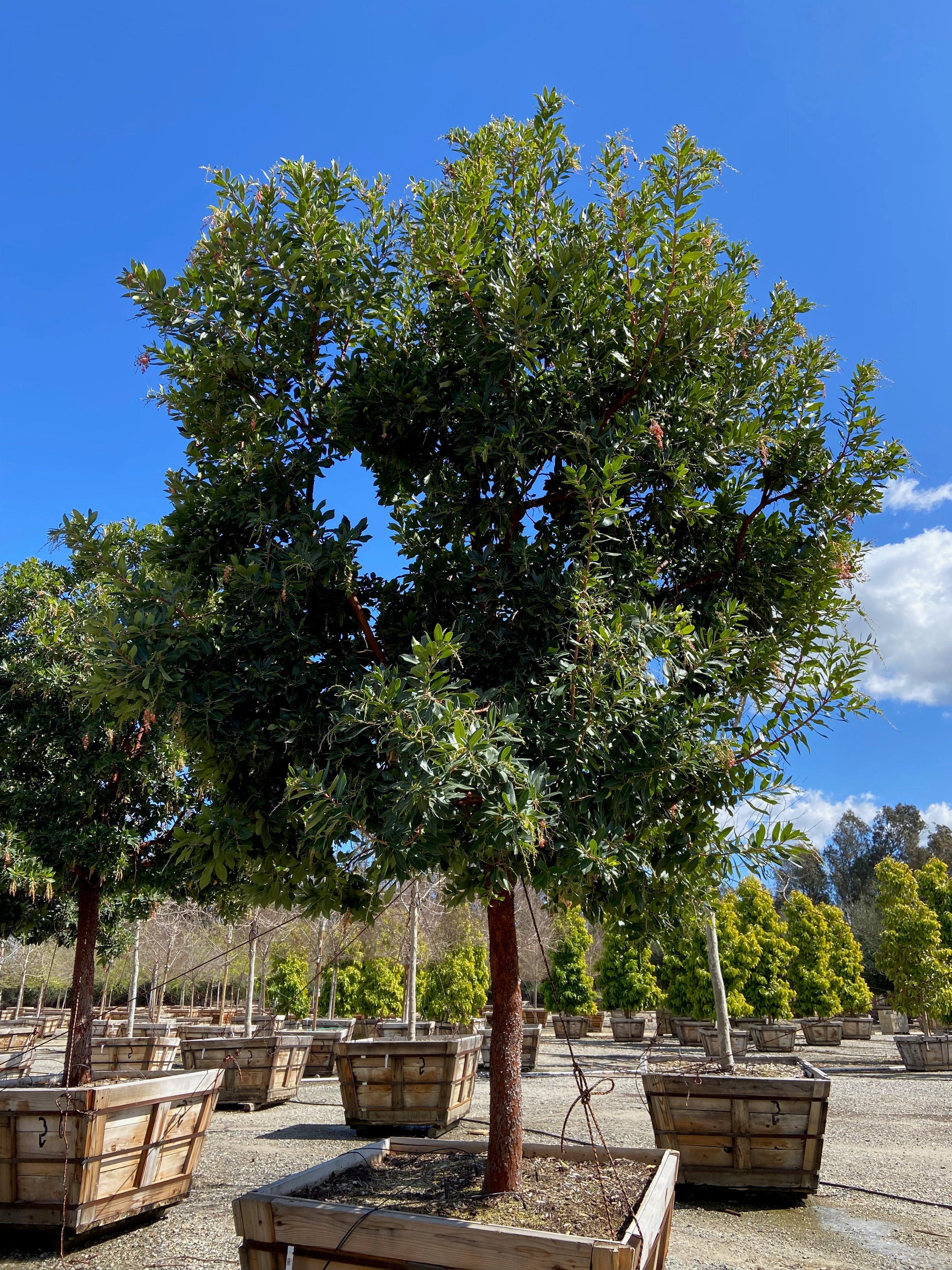 Strawberry Tree - Arbutus ‘Marina’ - Image 9