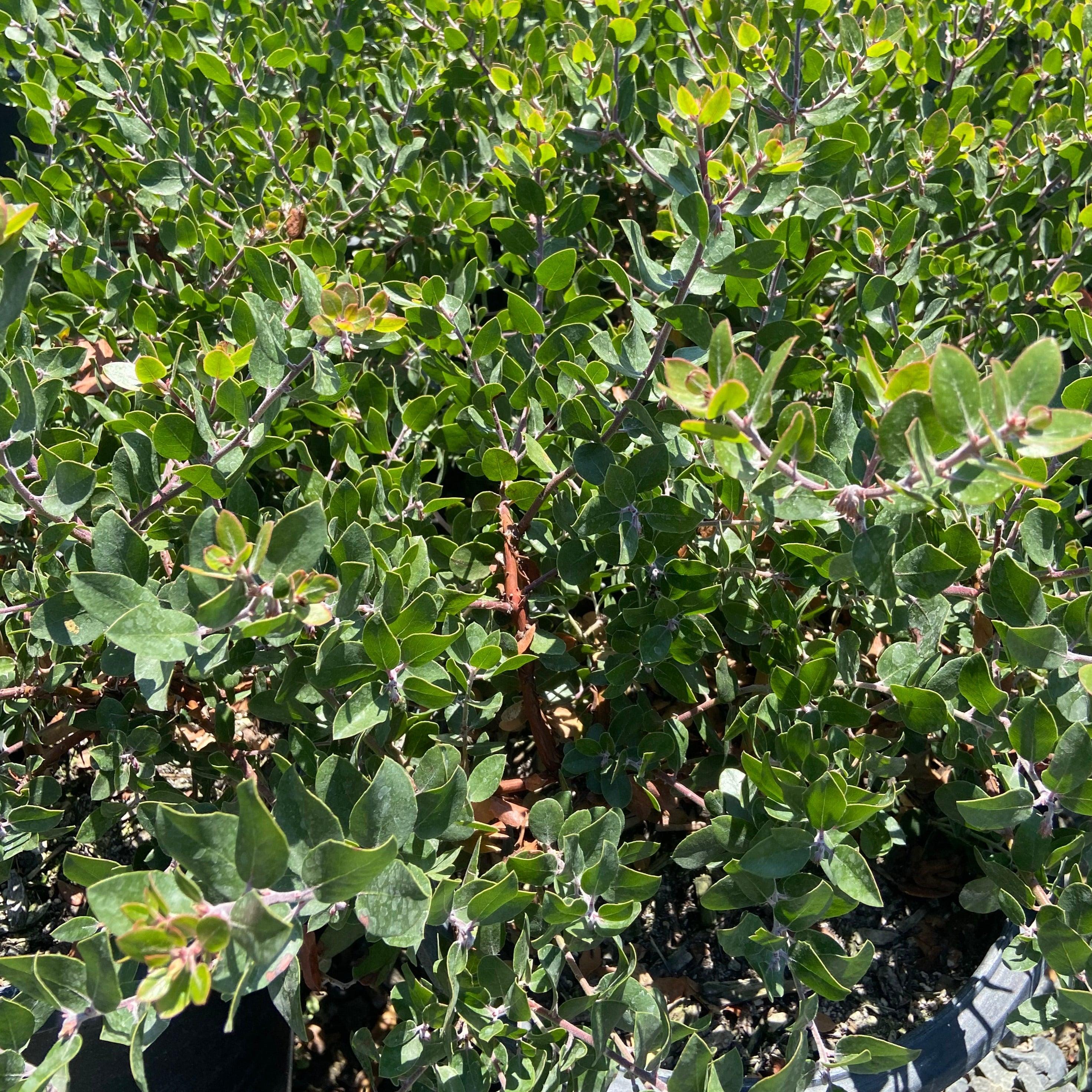 Sunset Manzanita - Arctostaphylos 'Sunset