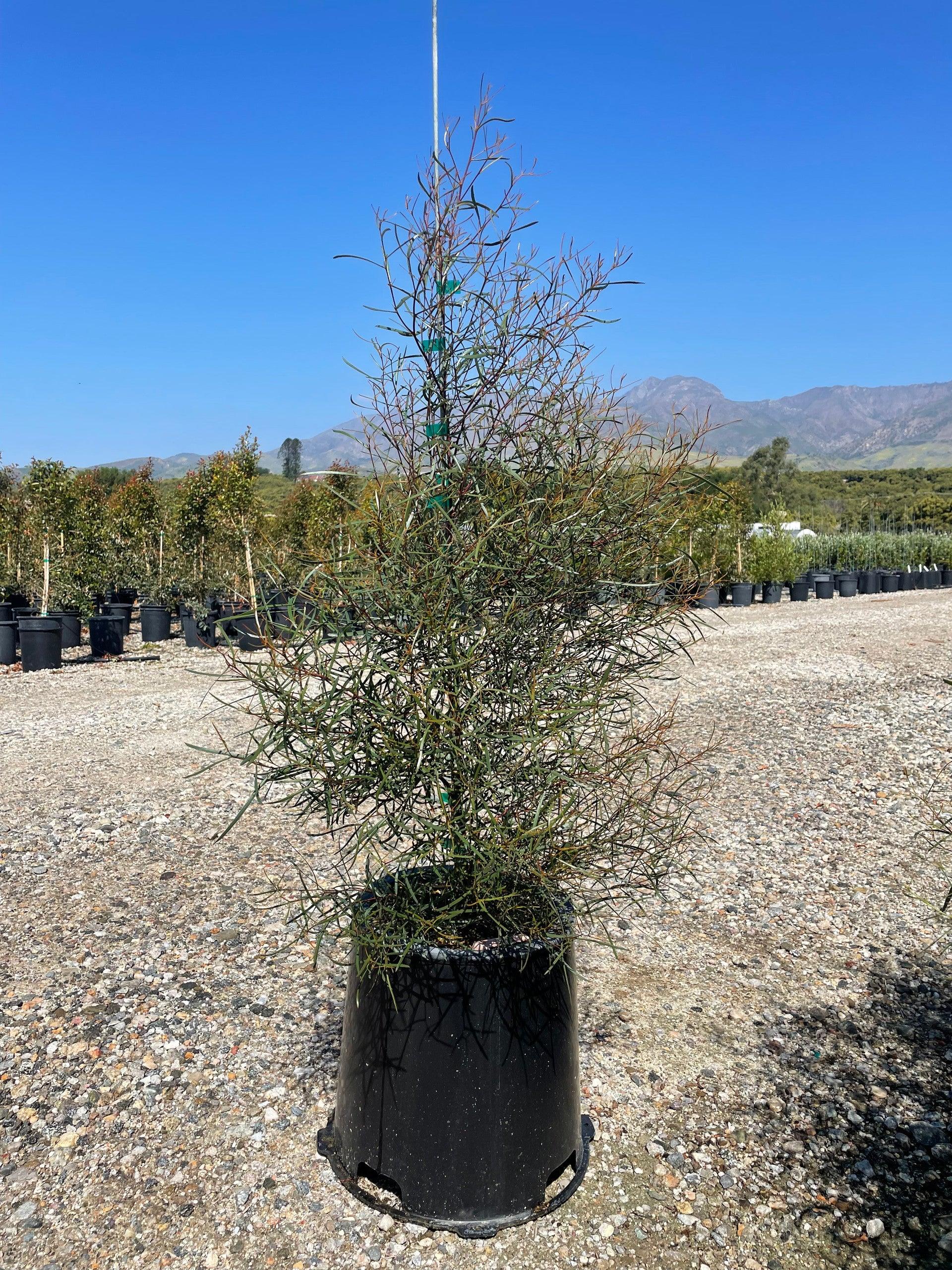 Swamp Mallet (Eucalyptus spathulata) - Image 2