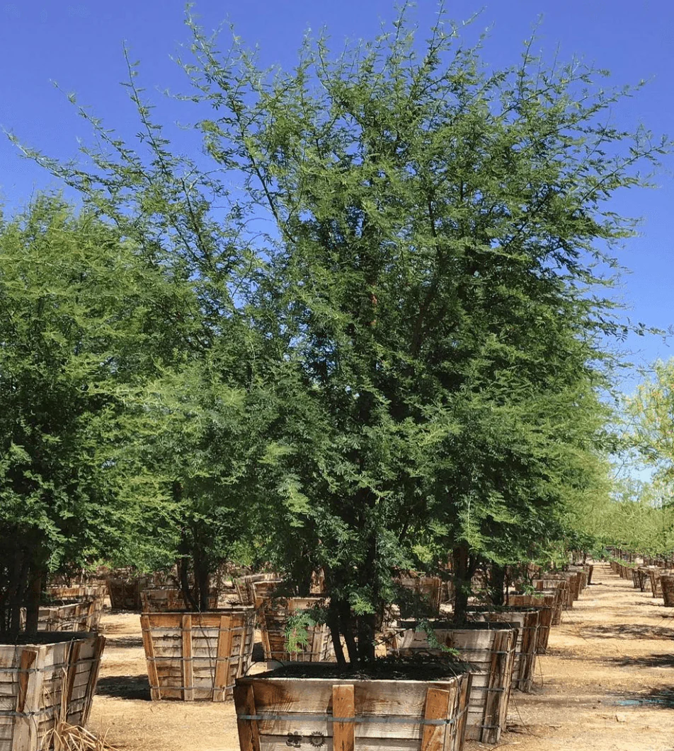 Sweet Acacia - Acacia smallii