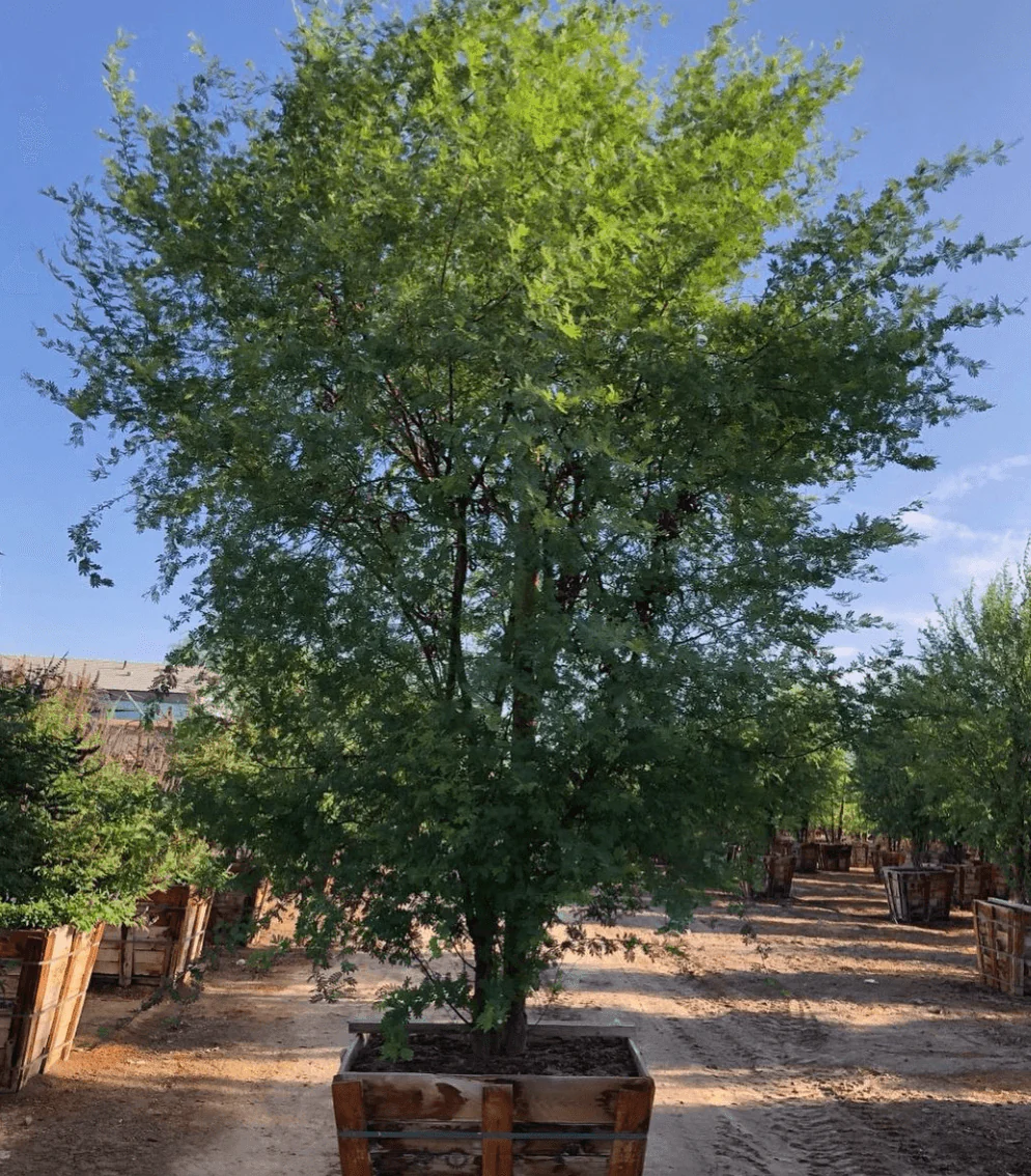Sweet Acacia - Acacia smallii - Image 2