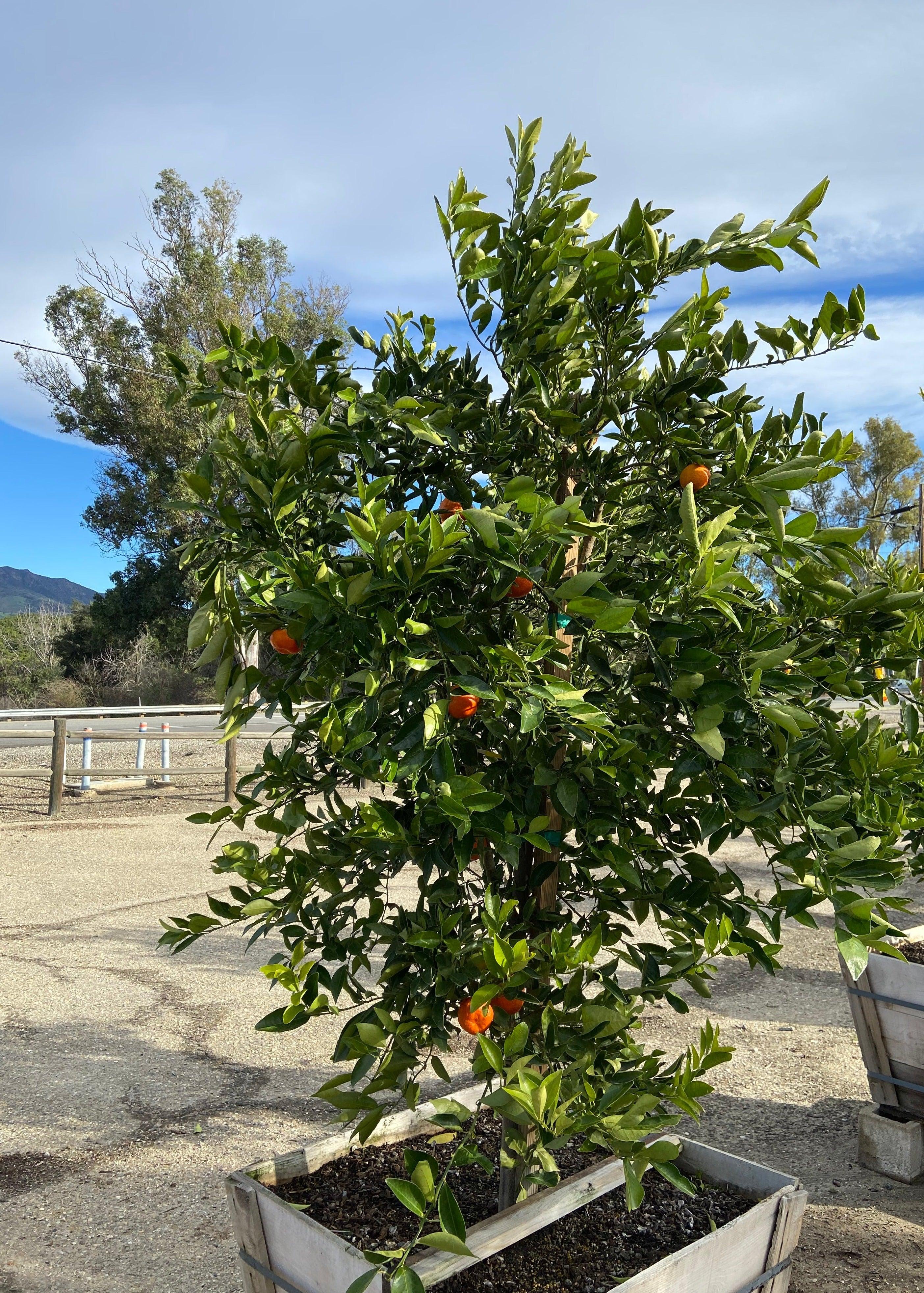 Dancy Tangerine - Citrus reticulata 'Dancy'