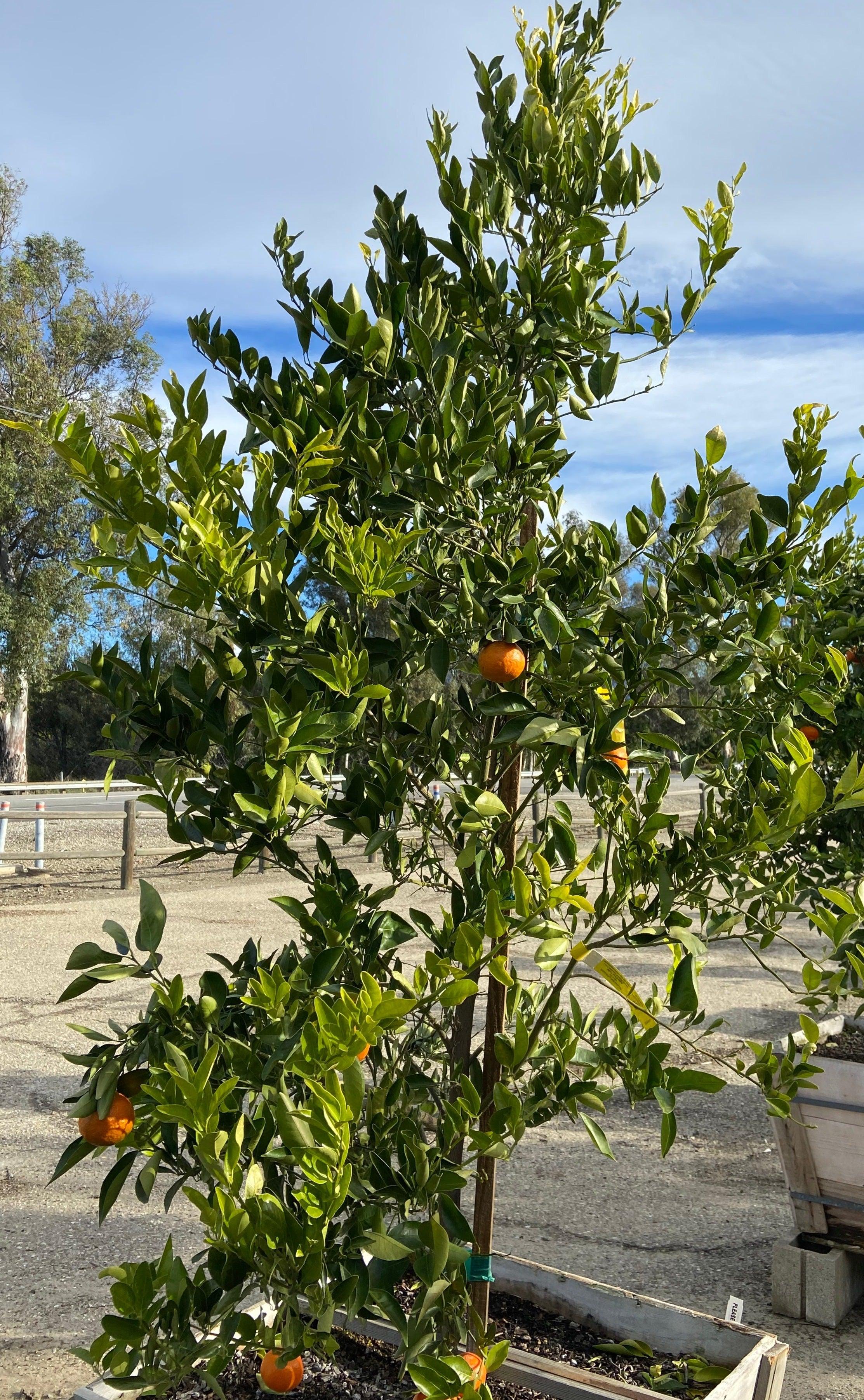 Dancy Tangerine - Citrus reticulata 'Dancy' - Image 2
