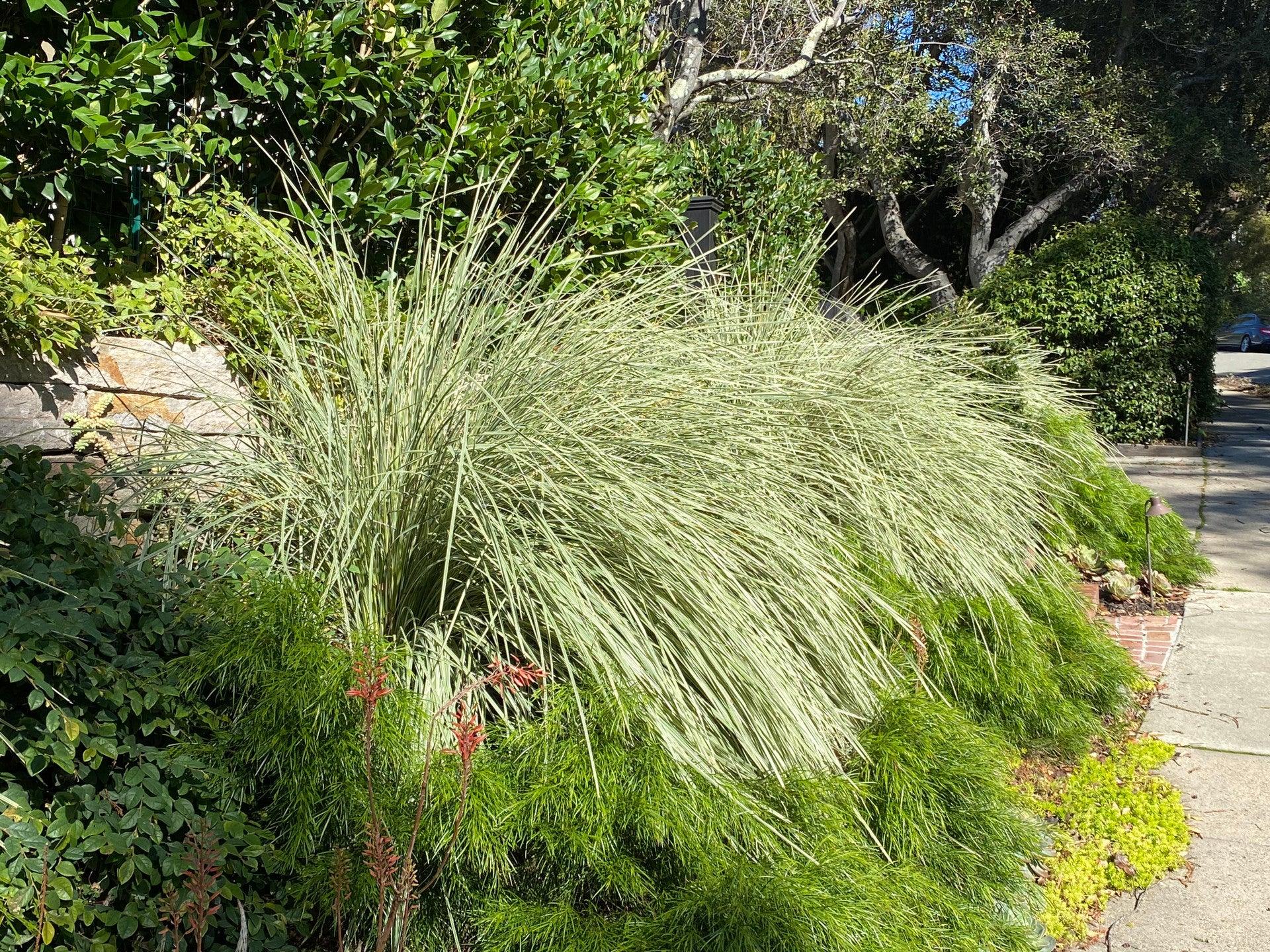 Sunset Plants for Sale