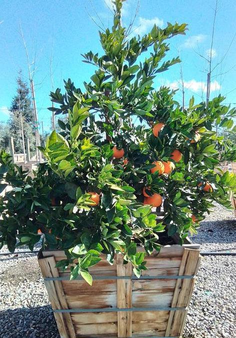 Washington Naval Orange Tree - Image 4
