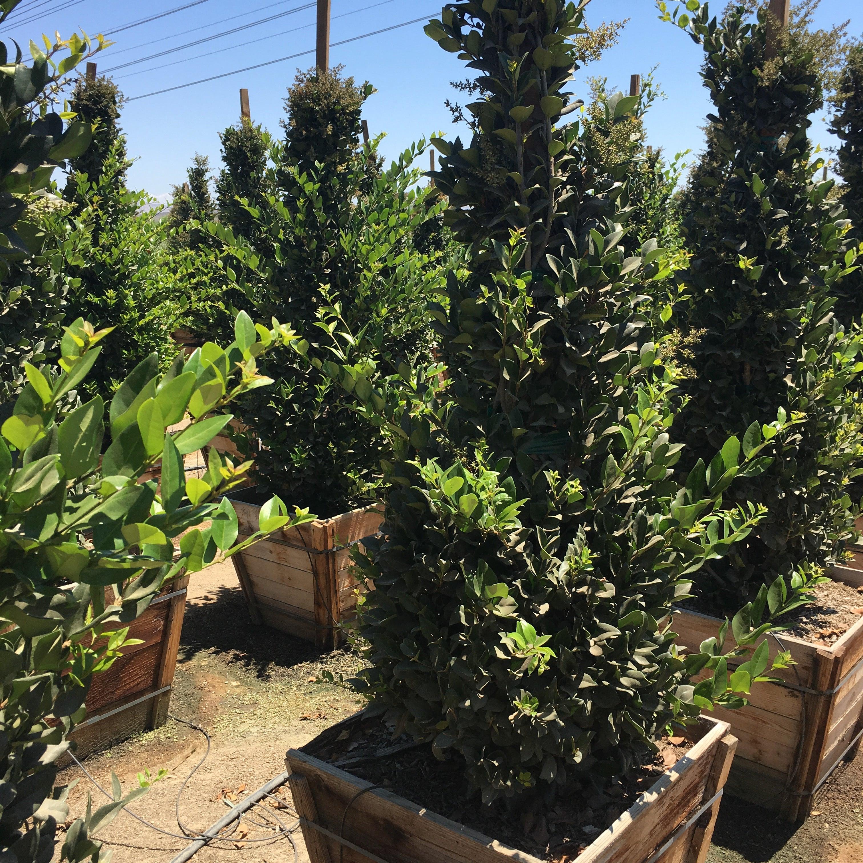 Ligustrum - Waxleaf Privet - Image 3