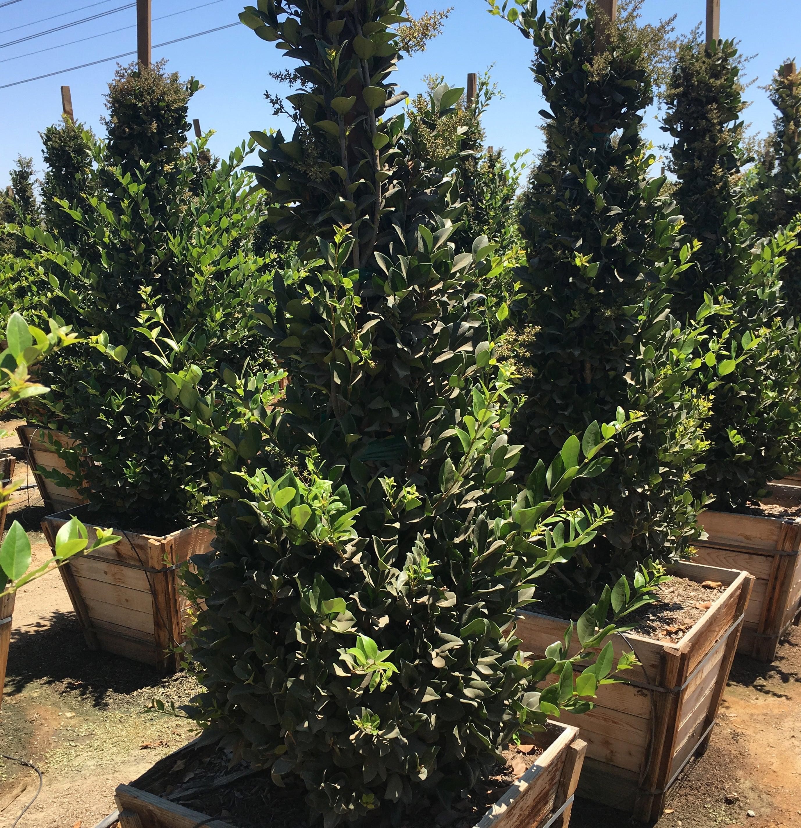 Ligustrum - Waxleaf Privet - Image 4
