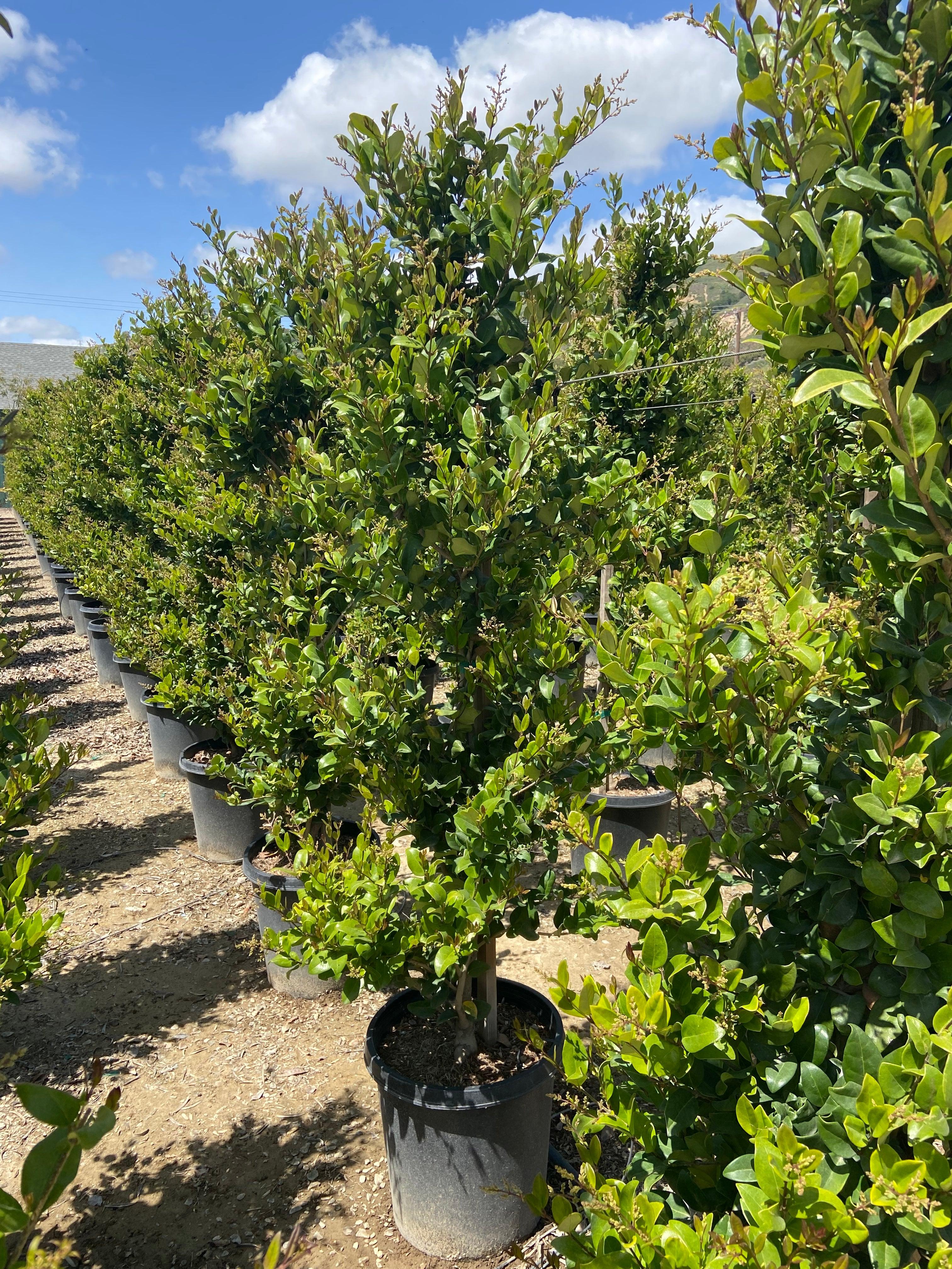 Ligustrum - Waxleaf Privet - Image 5