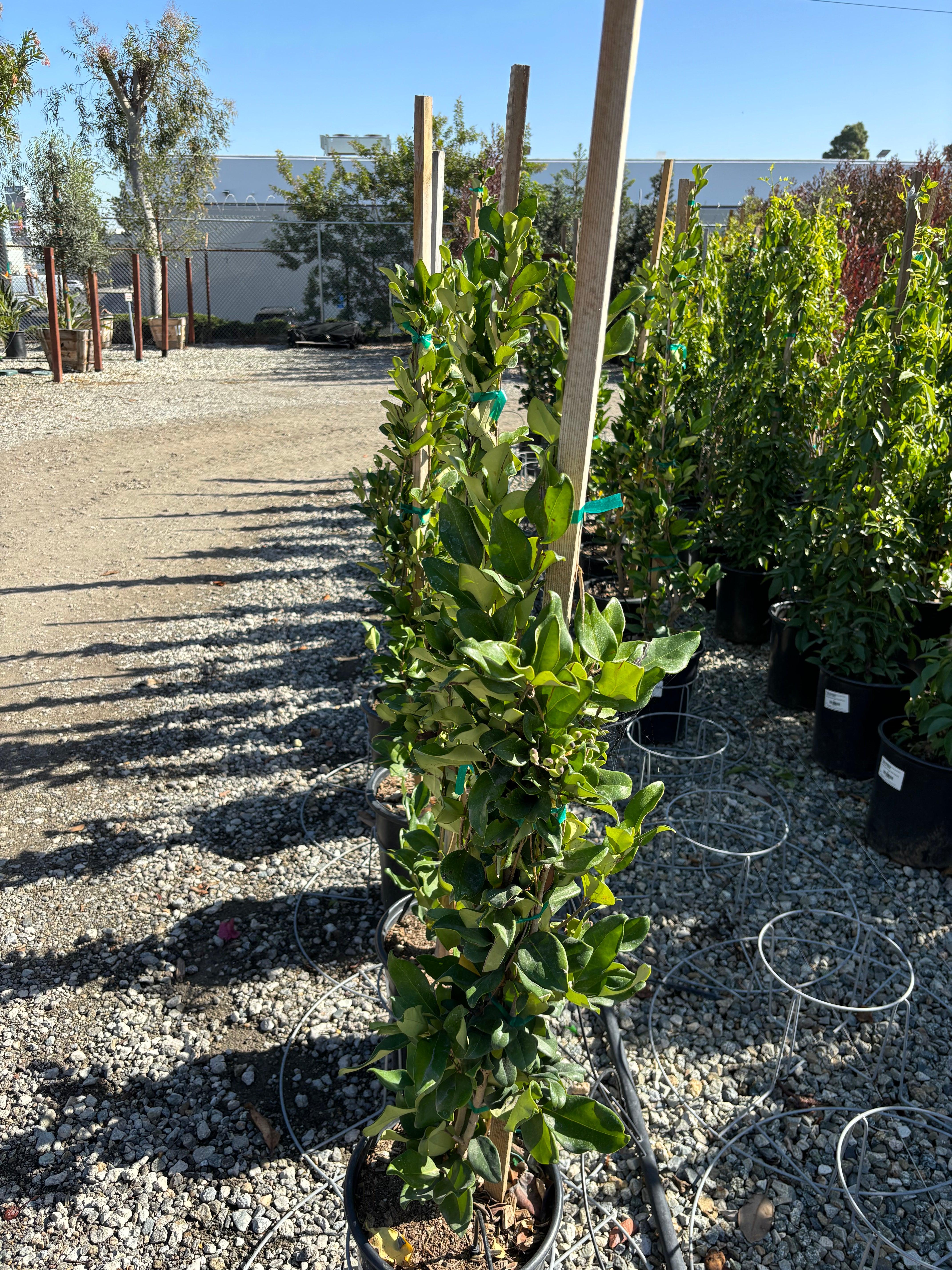 Ligustrum - Waxleaf Privet - Image 8