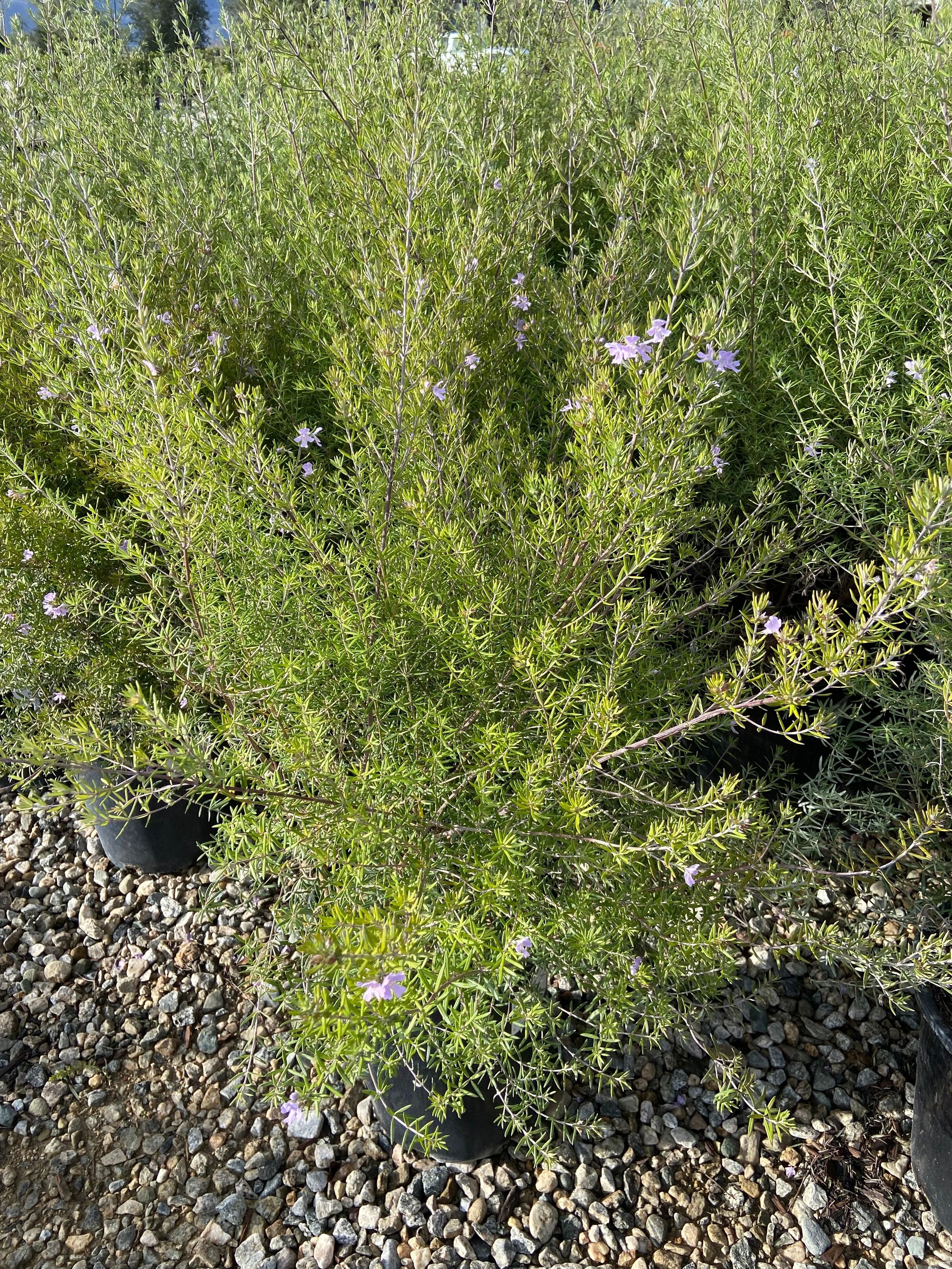 Coast Rosemary - Westringia Fruticosa