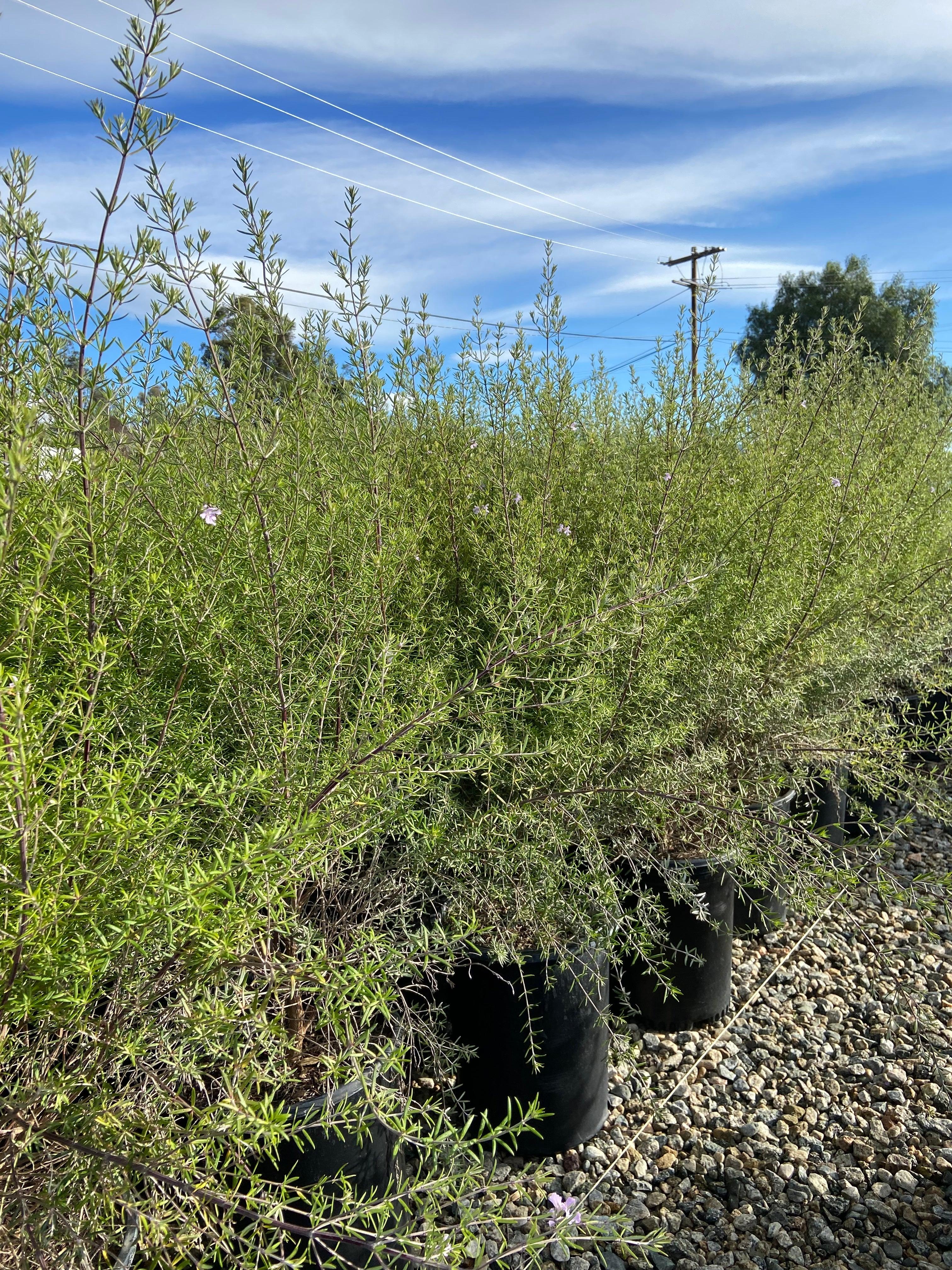 Coast Rosemary - Westringia Fruticosa - Image 2