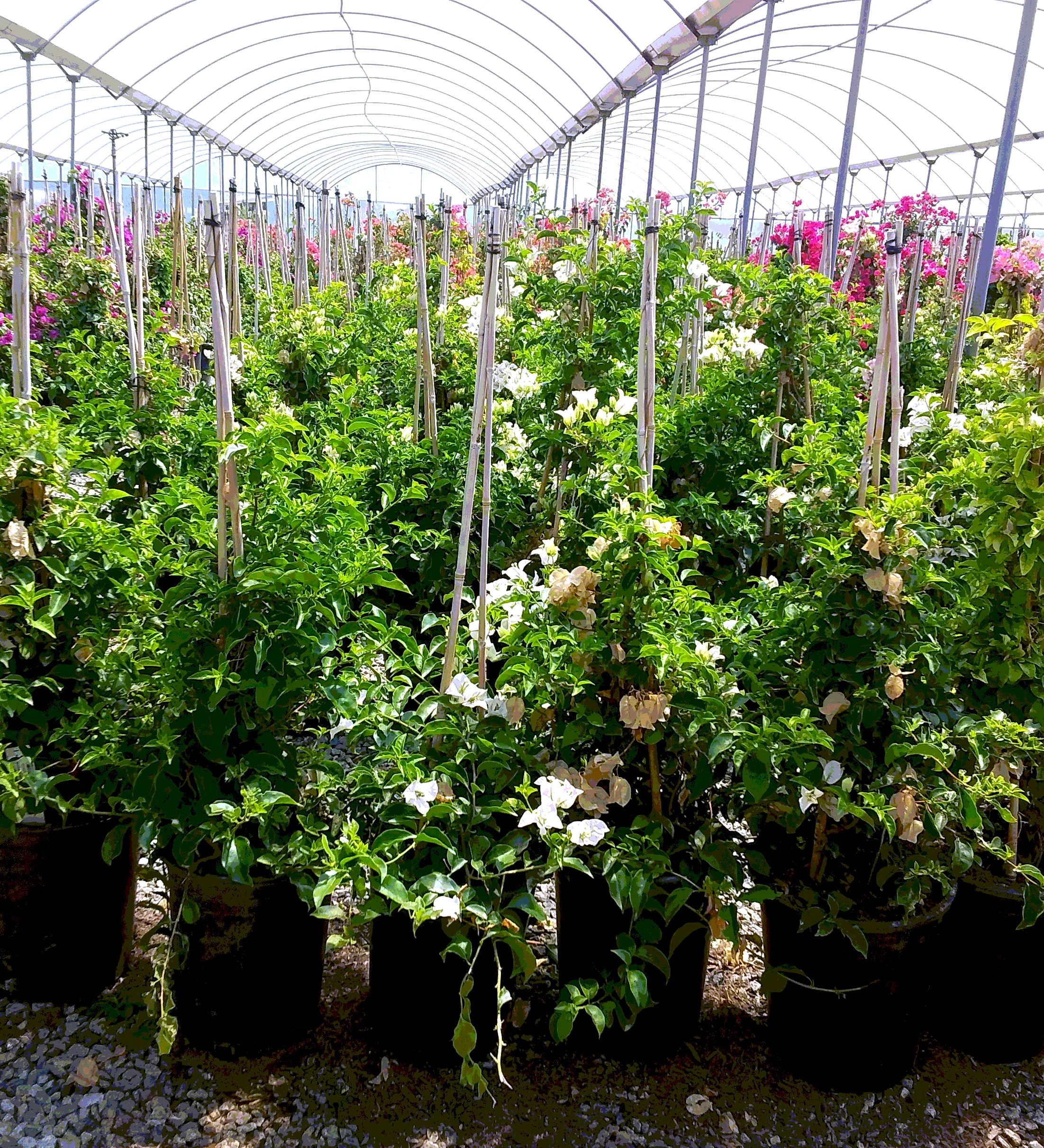 White Bougainvillea