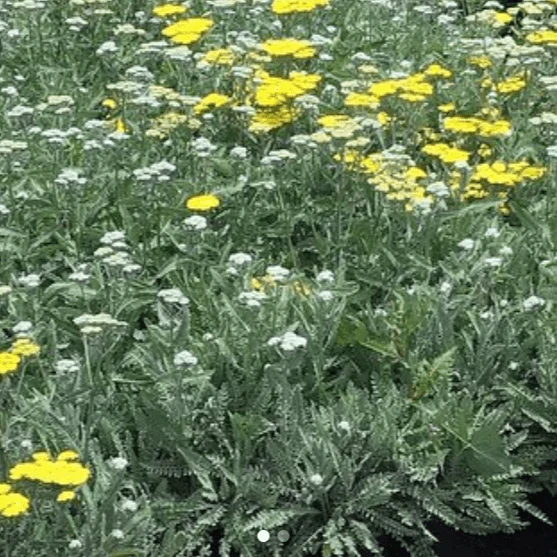 Yarrow - Achillea Millefolium