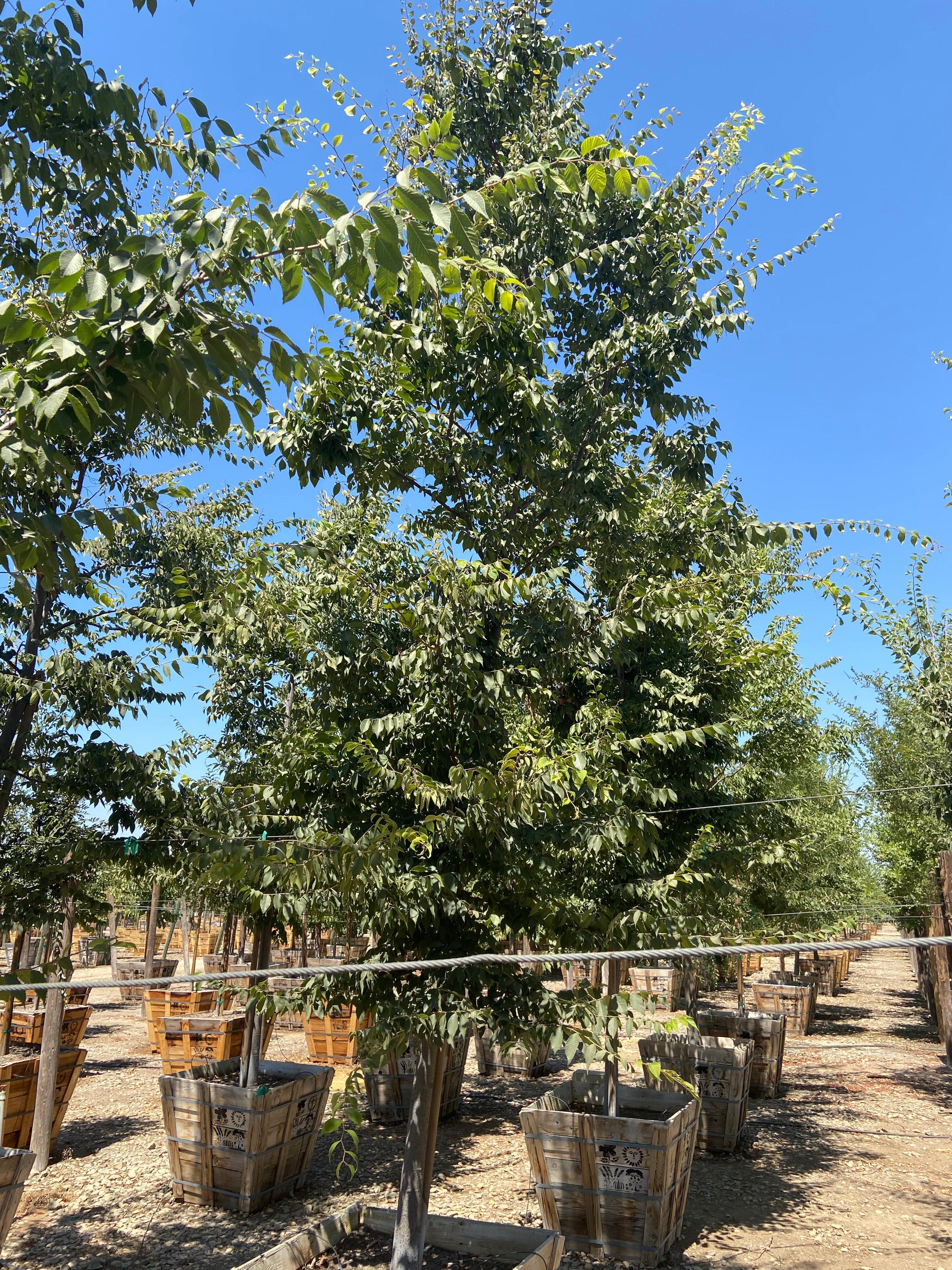Japanese Zelkova - Zelkova Serrata - Image 4